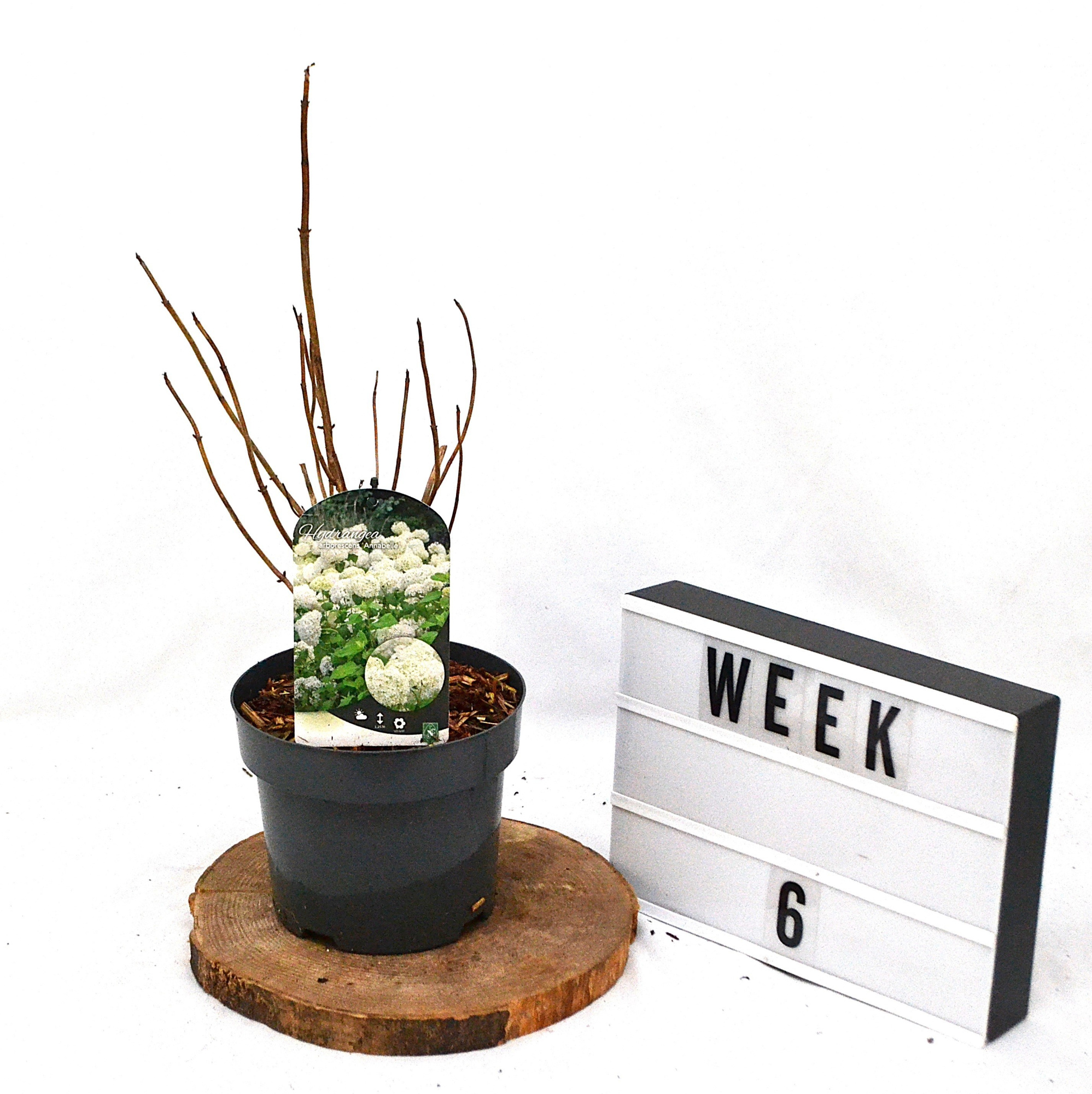 Hydrangea arborescens 'Annabelle' C3, D 19