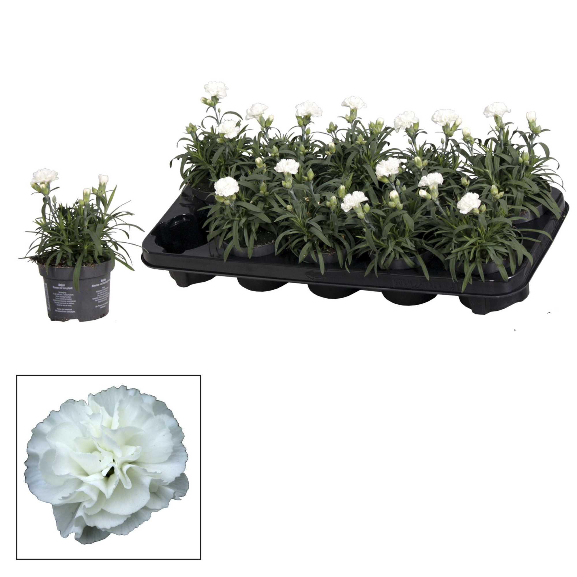 Dianthus - 10,5 cm - Oscar White, D 10,5