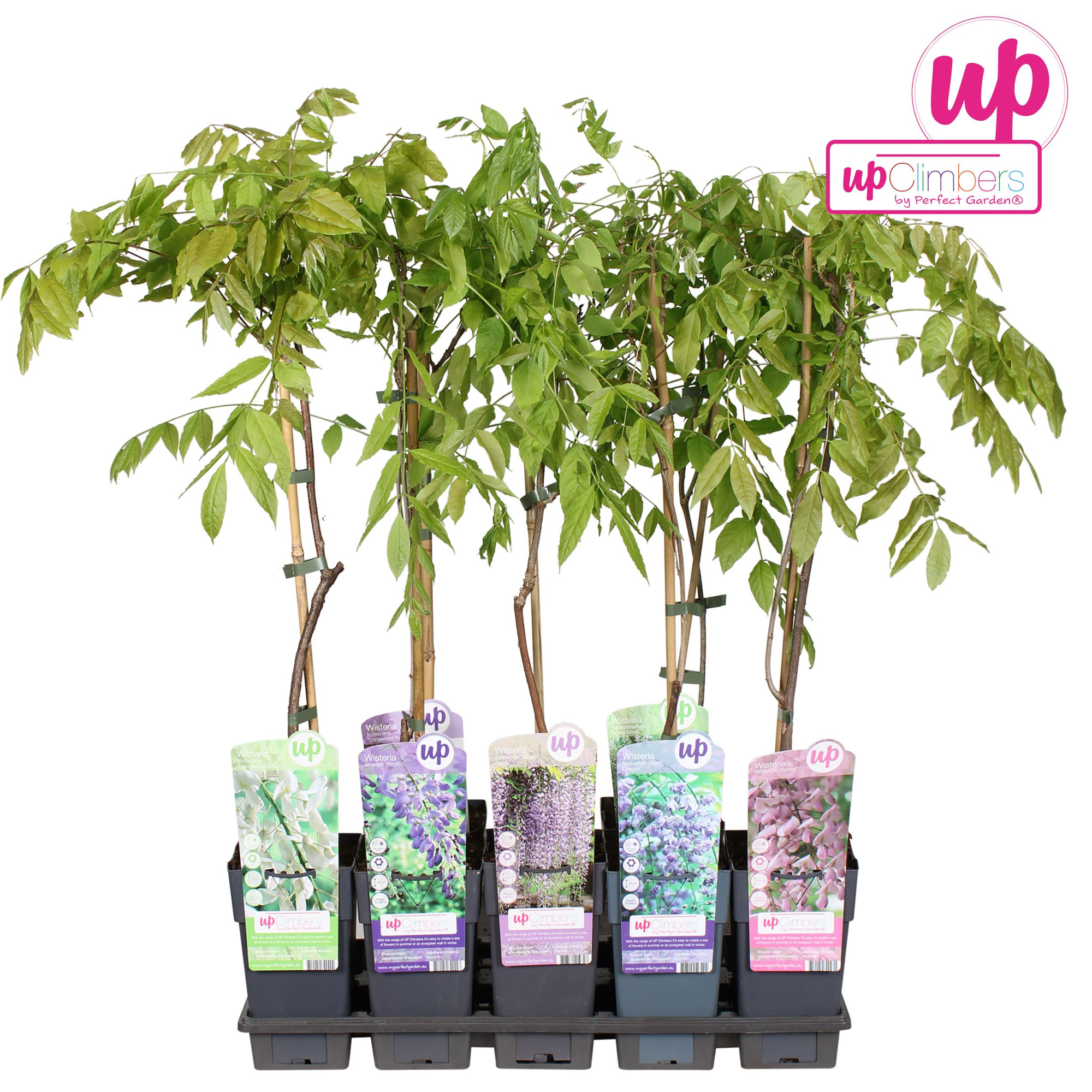 Wisteria mix tray P15, D 15