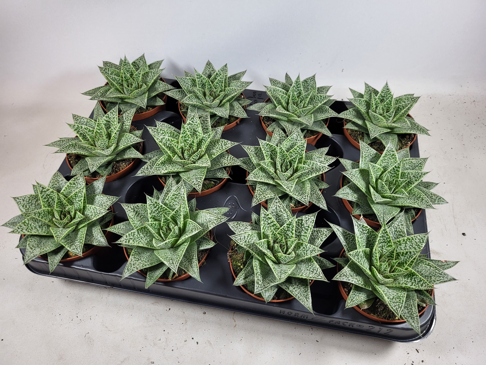 Gasteria nella, D 8,5