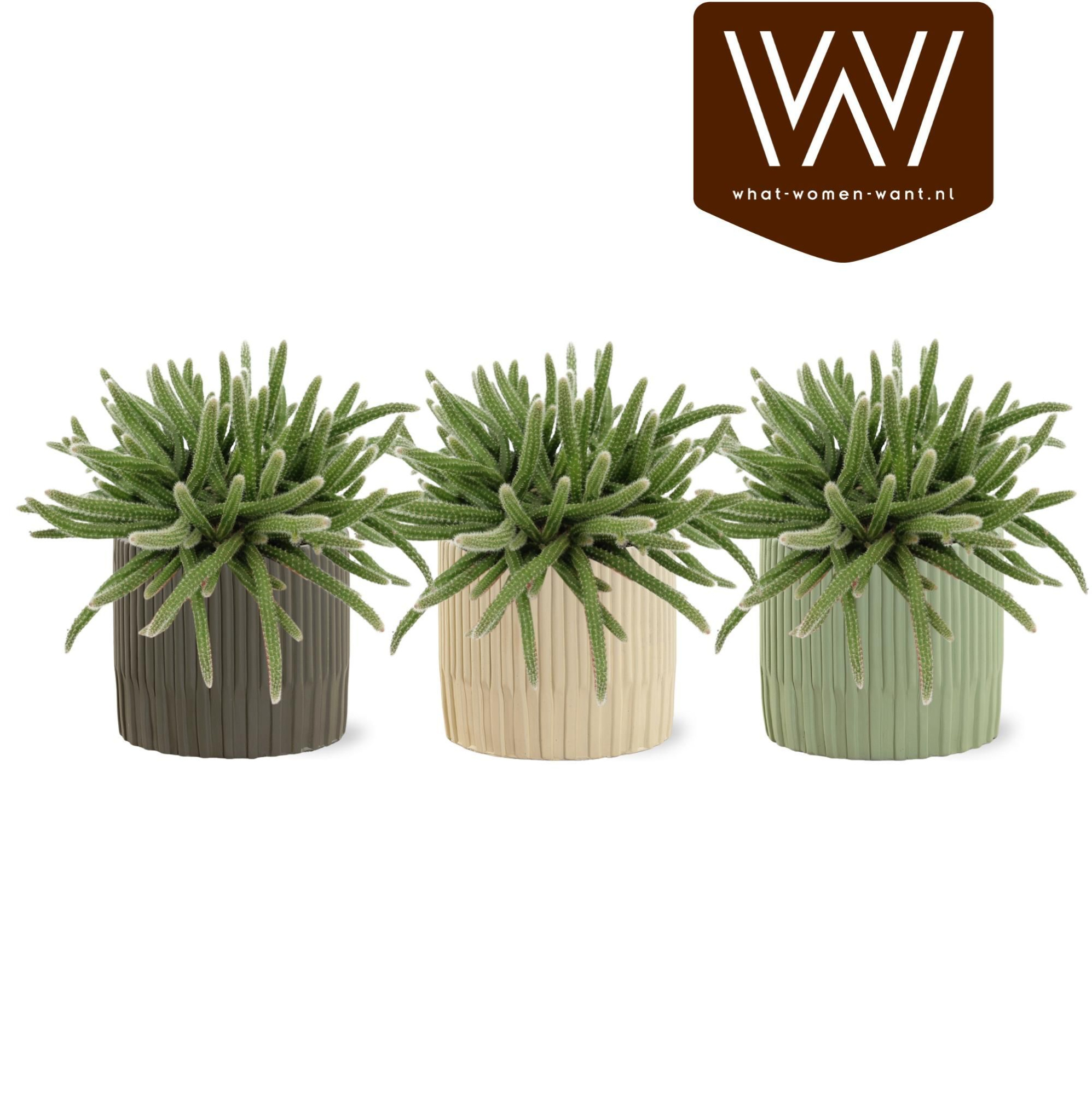 Rhipsalis Horrida in Lou, D 12,5