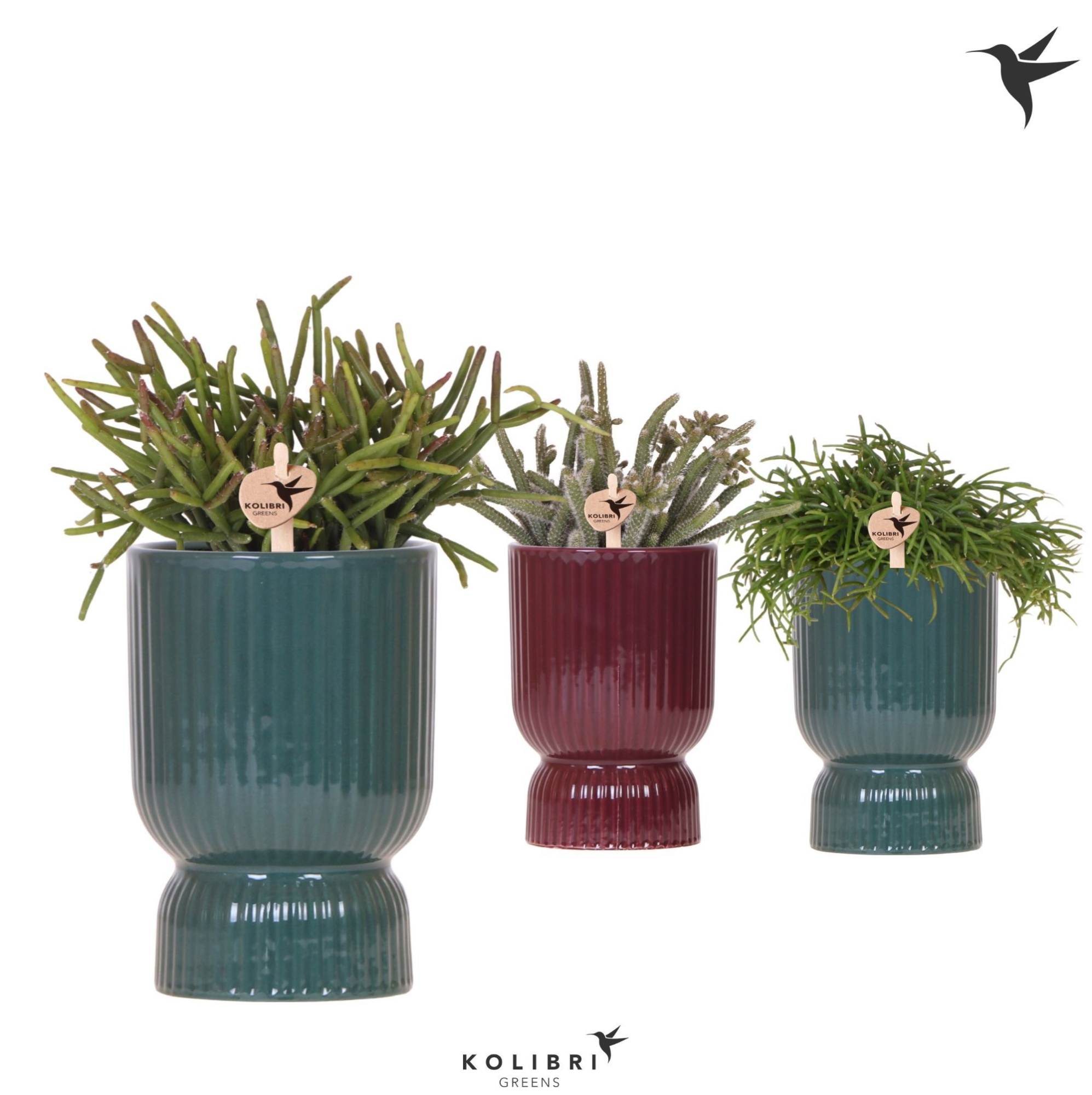 Kolibri Greens Rhipsalis mix in Diabolo pot green mix, D 9