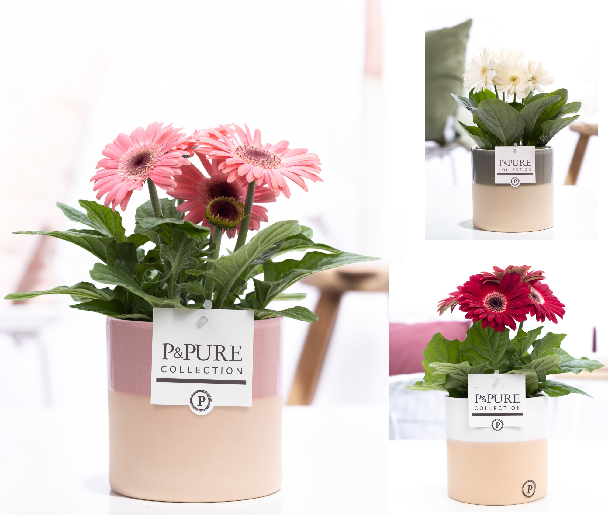 Gerbera gemengd 2+ in pot Pure Tess keramiek 3 ass, D 12