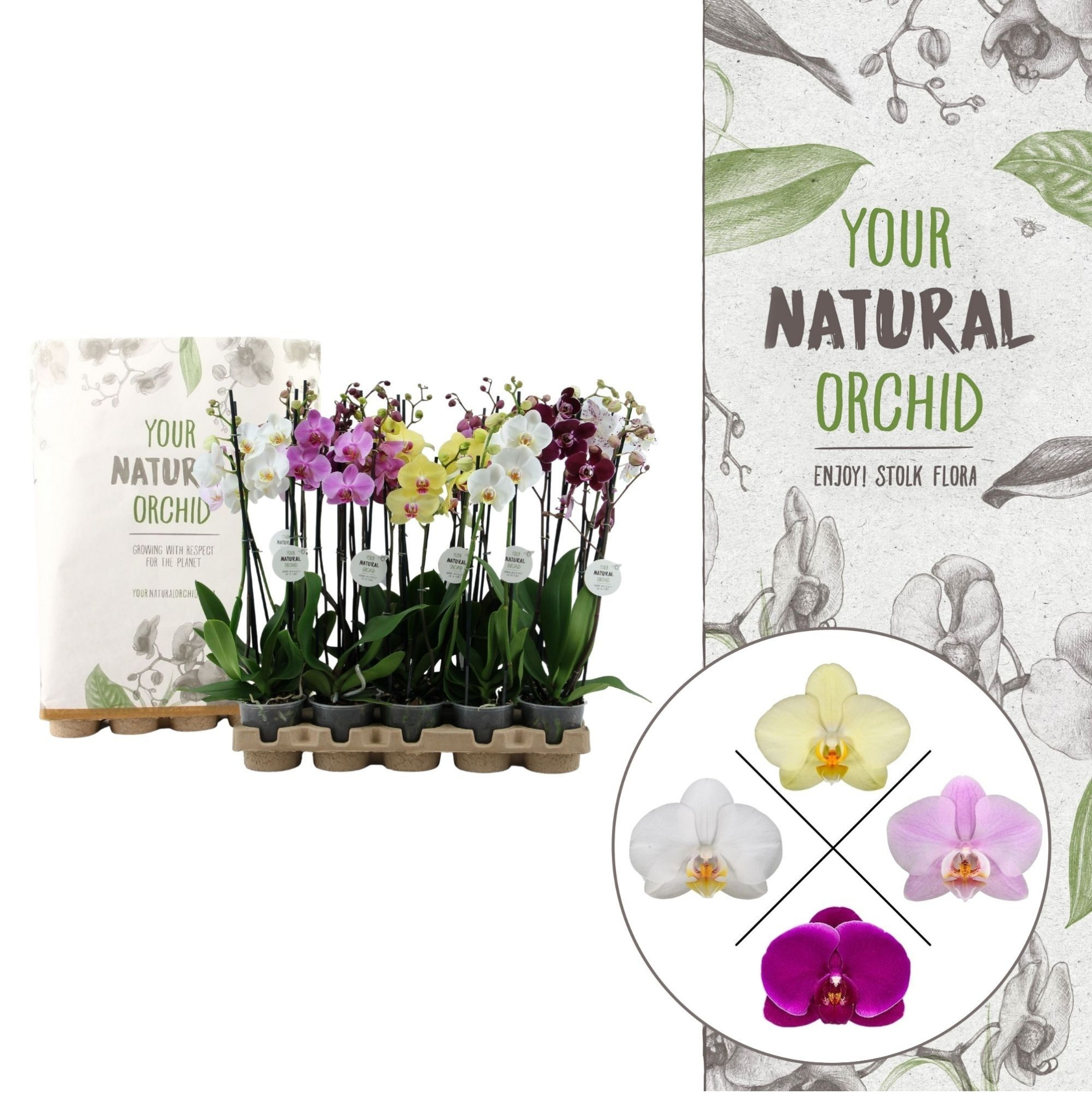 Your Natural Orchid | Eco Mix 60cm | Phalaenopsis 3 spike, D 12