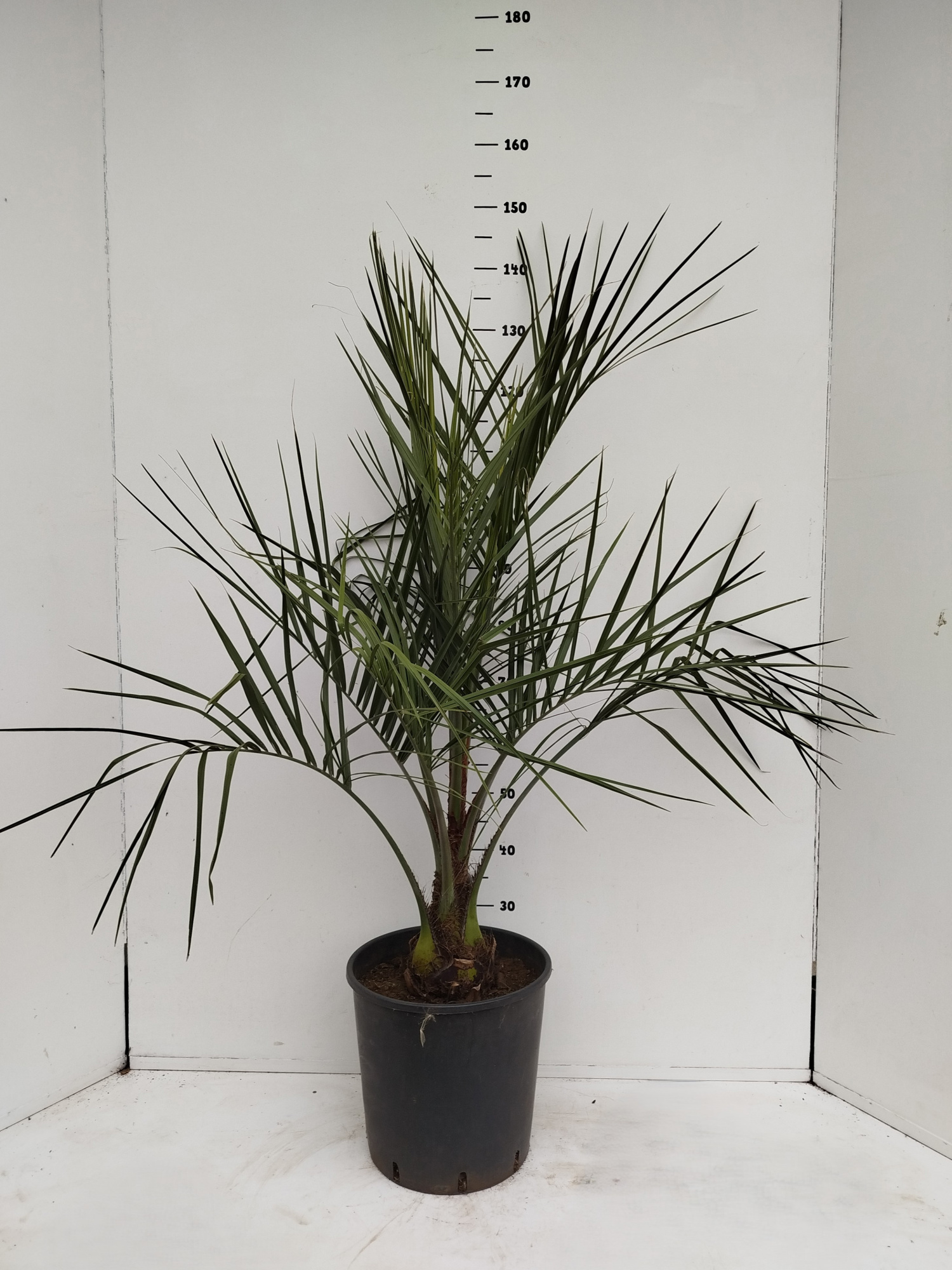 Butia capitata, D 32