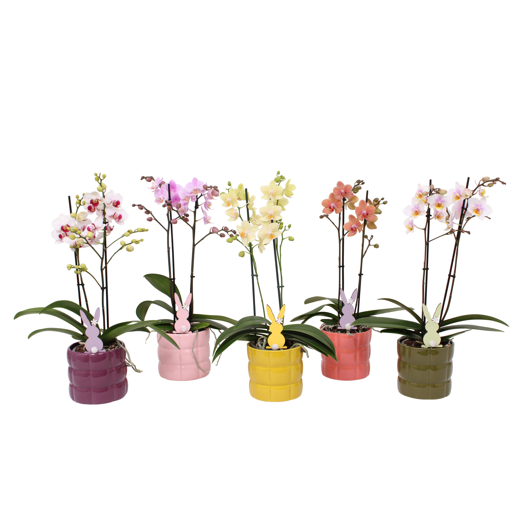 Phal. Multiflora 2-tak mix in keramiek BGC055 en bijsteker, D 12