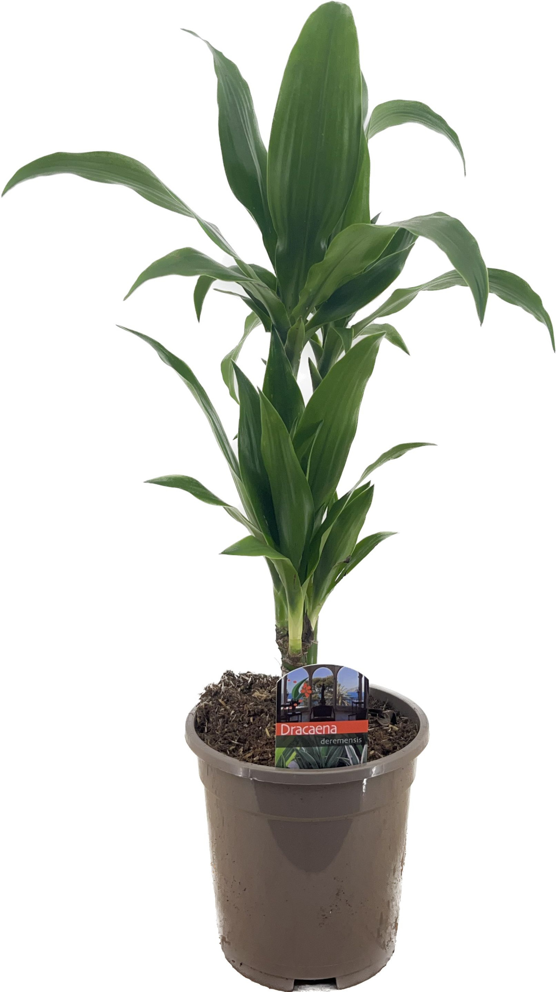 Dracaena deremensis janet craig 30-10, D 17