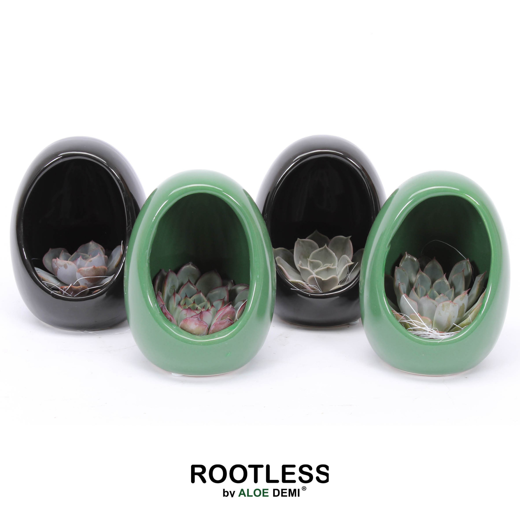 ROOTLESS Echeveria, Egg Colour, D 10