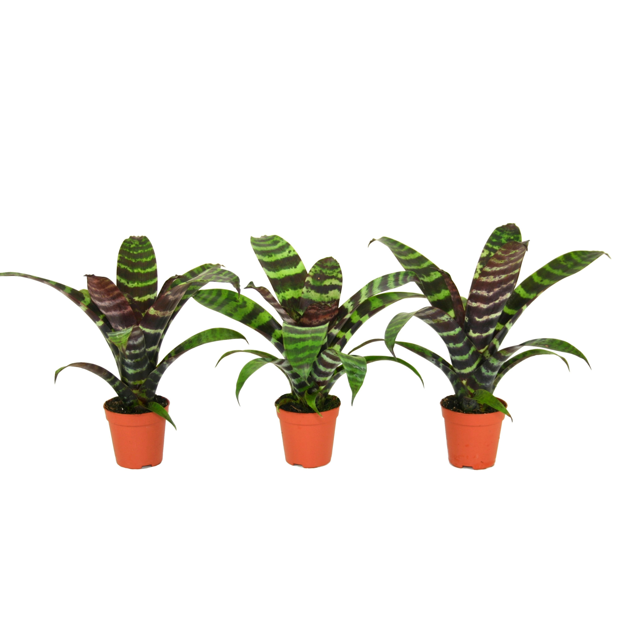 Forrest - Vriesea Era - Blad, D 5,5