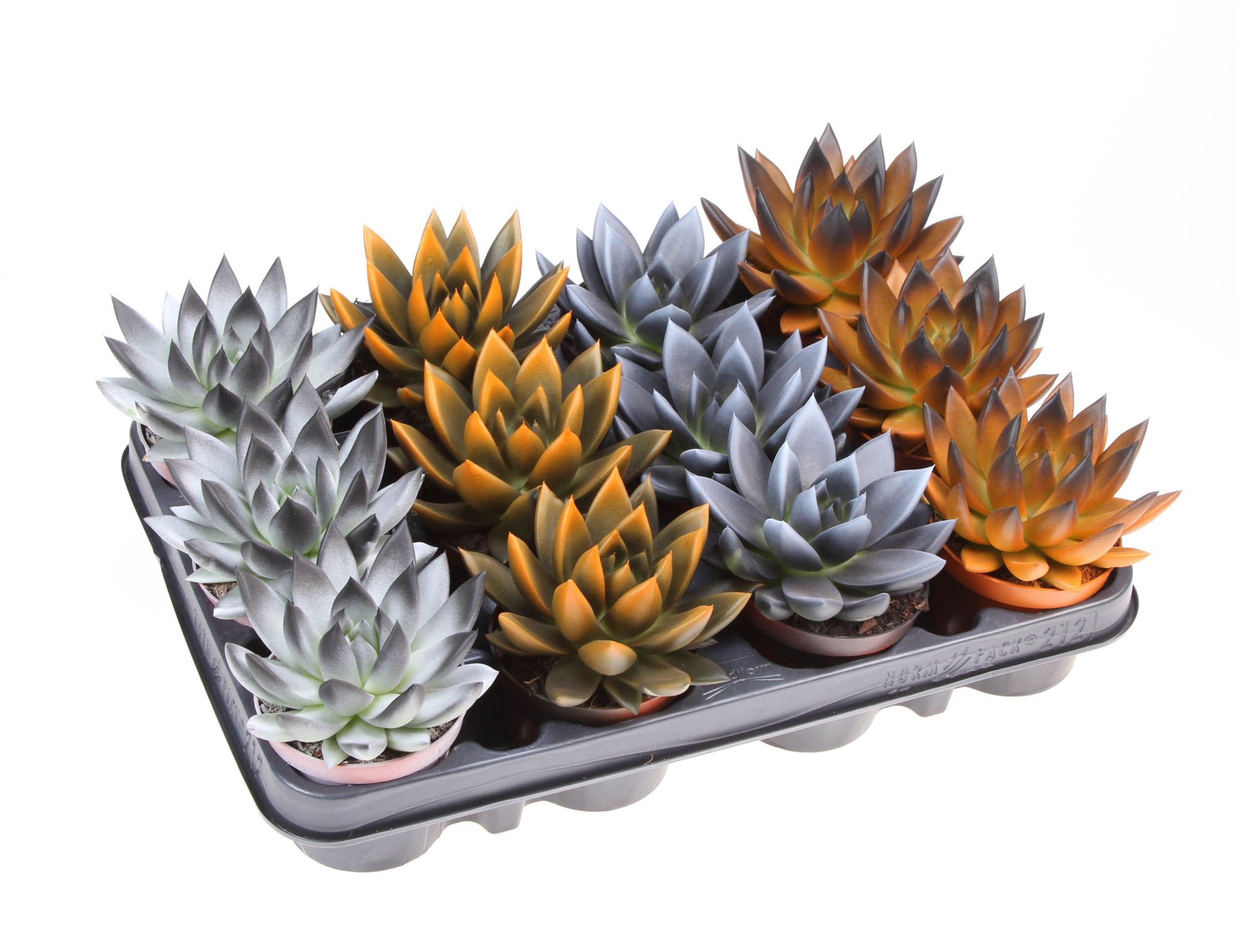 Halloween bicolor mix, D 8,5