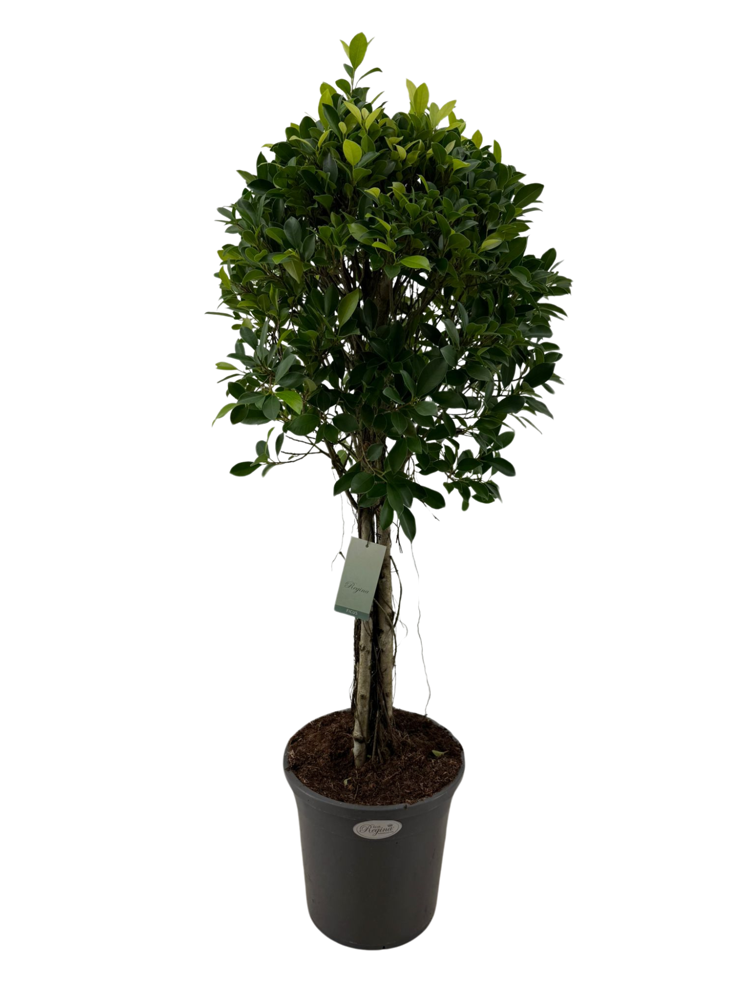 Ficus Microcarpa Nitida drie-stam p31, D 31