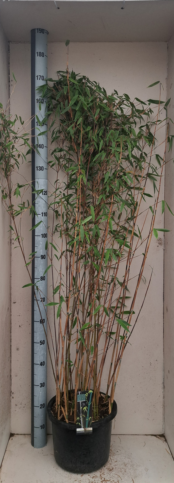 Fargesia nitida Viking, D 32