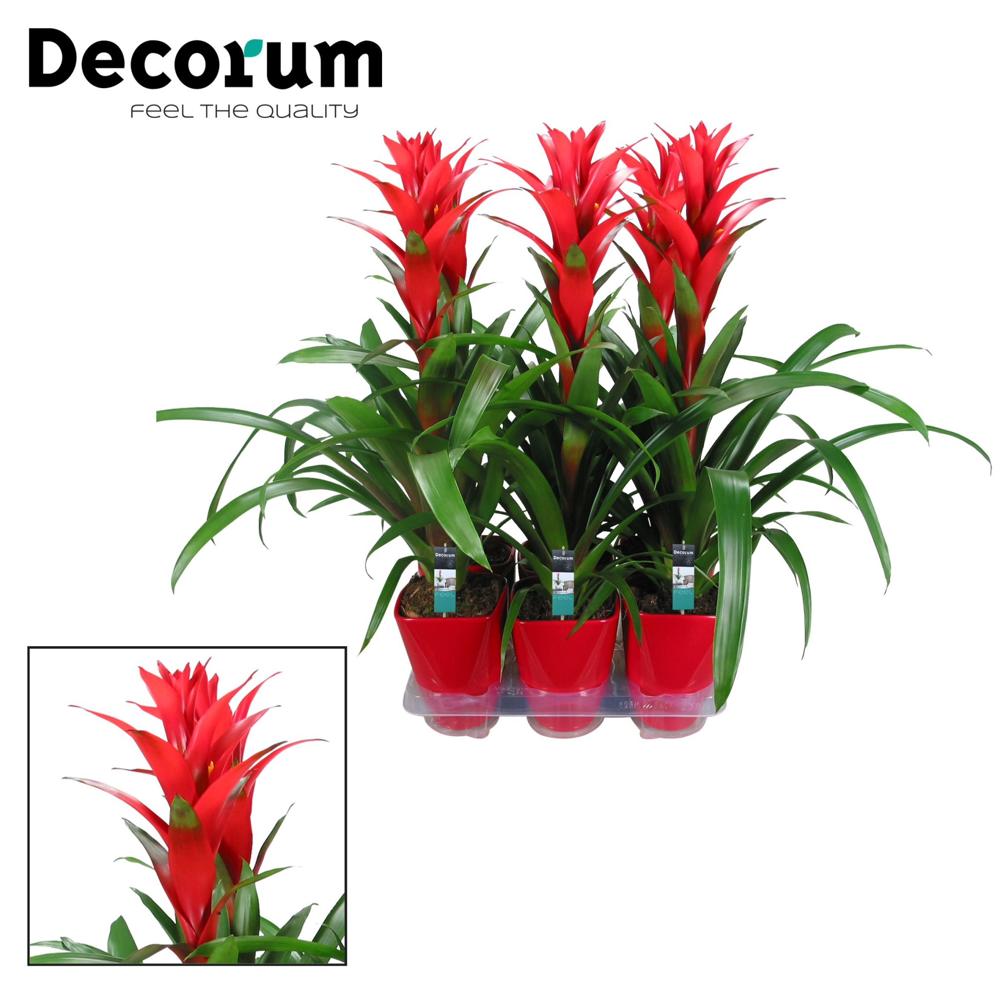 Guzmania Ostara Luxe Keramiek (Decorum), D 14