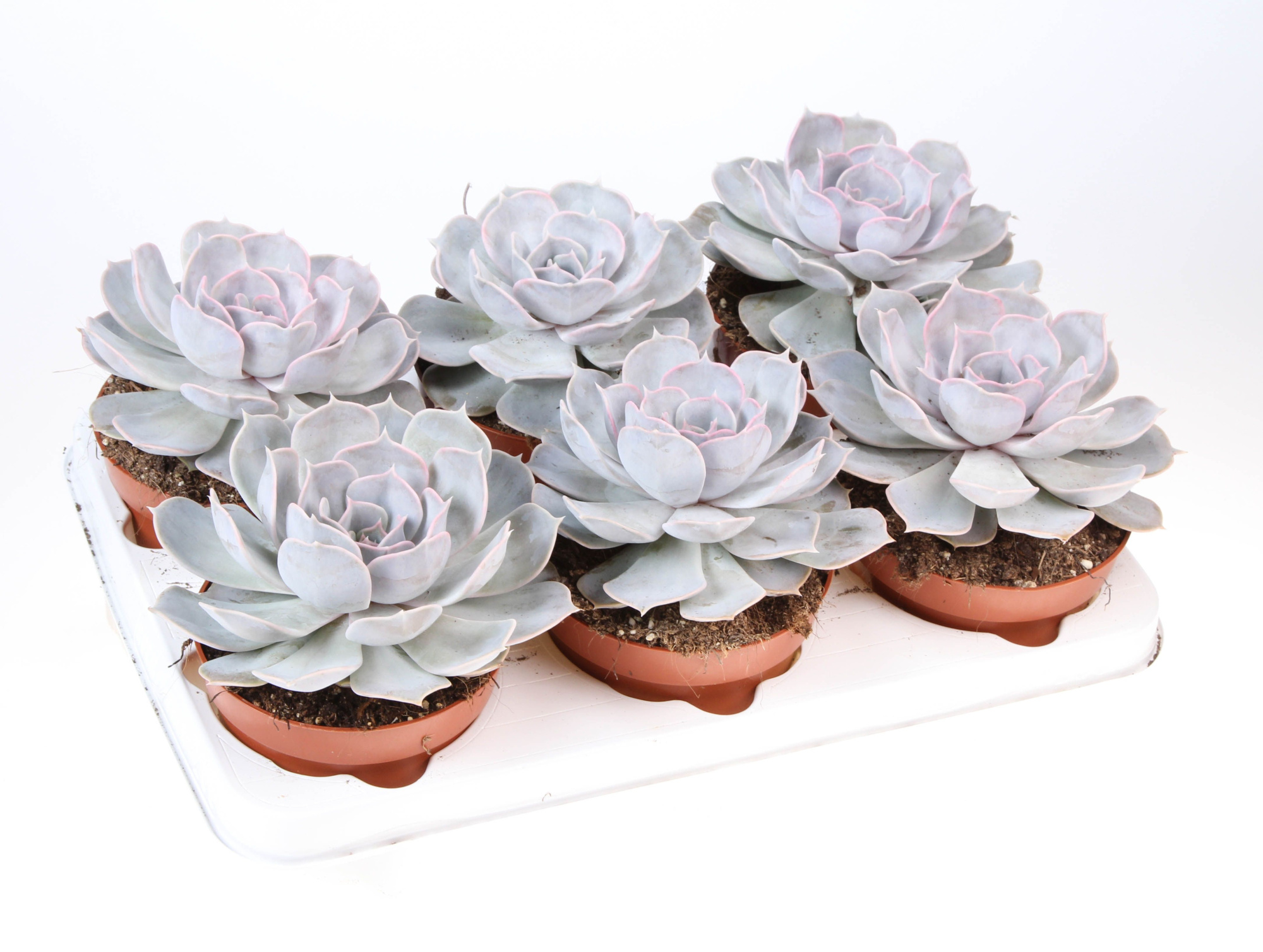 Echeveria Lilacina, D 12