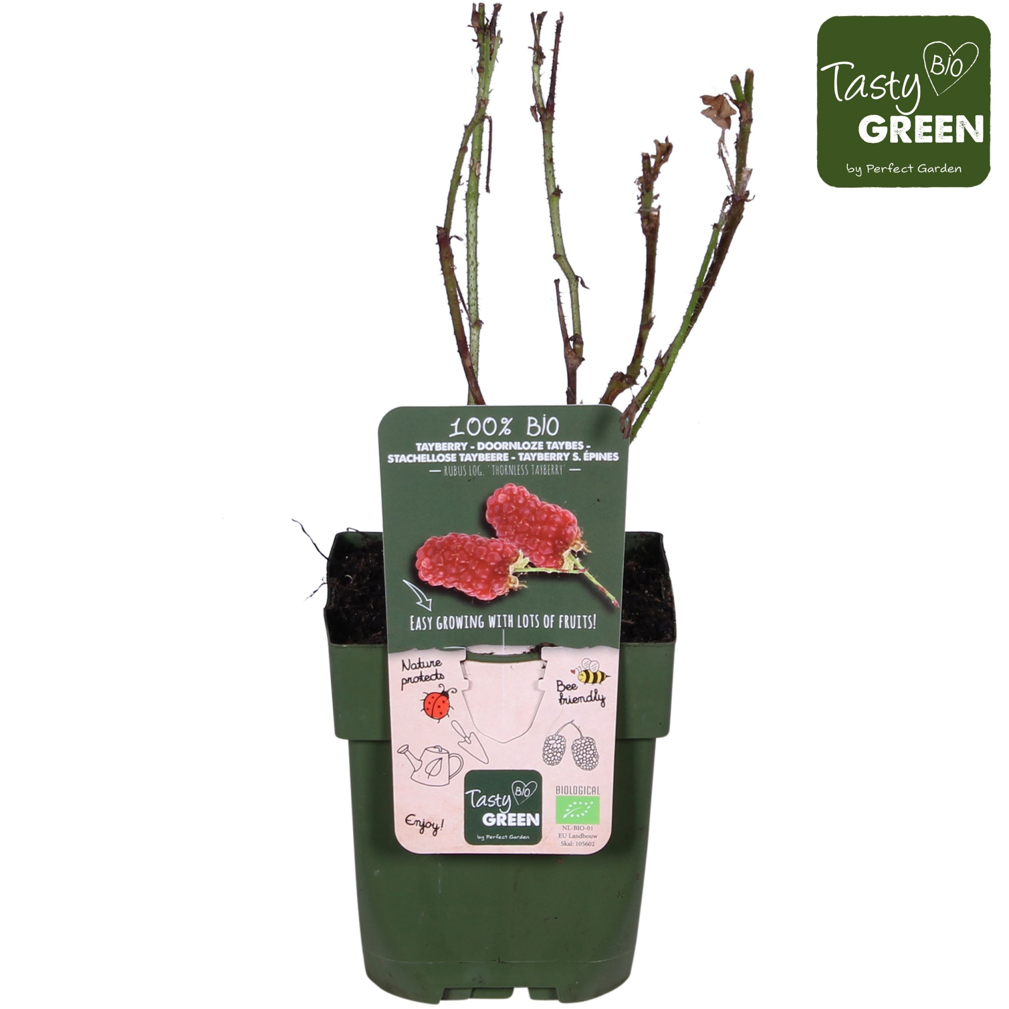 Rubus Tayberry Bio P13, D 13