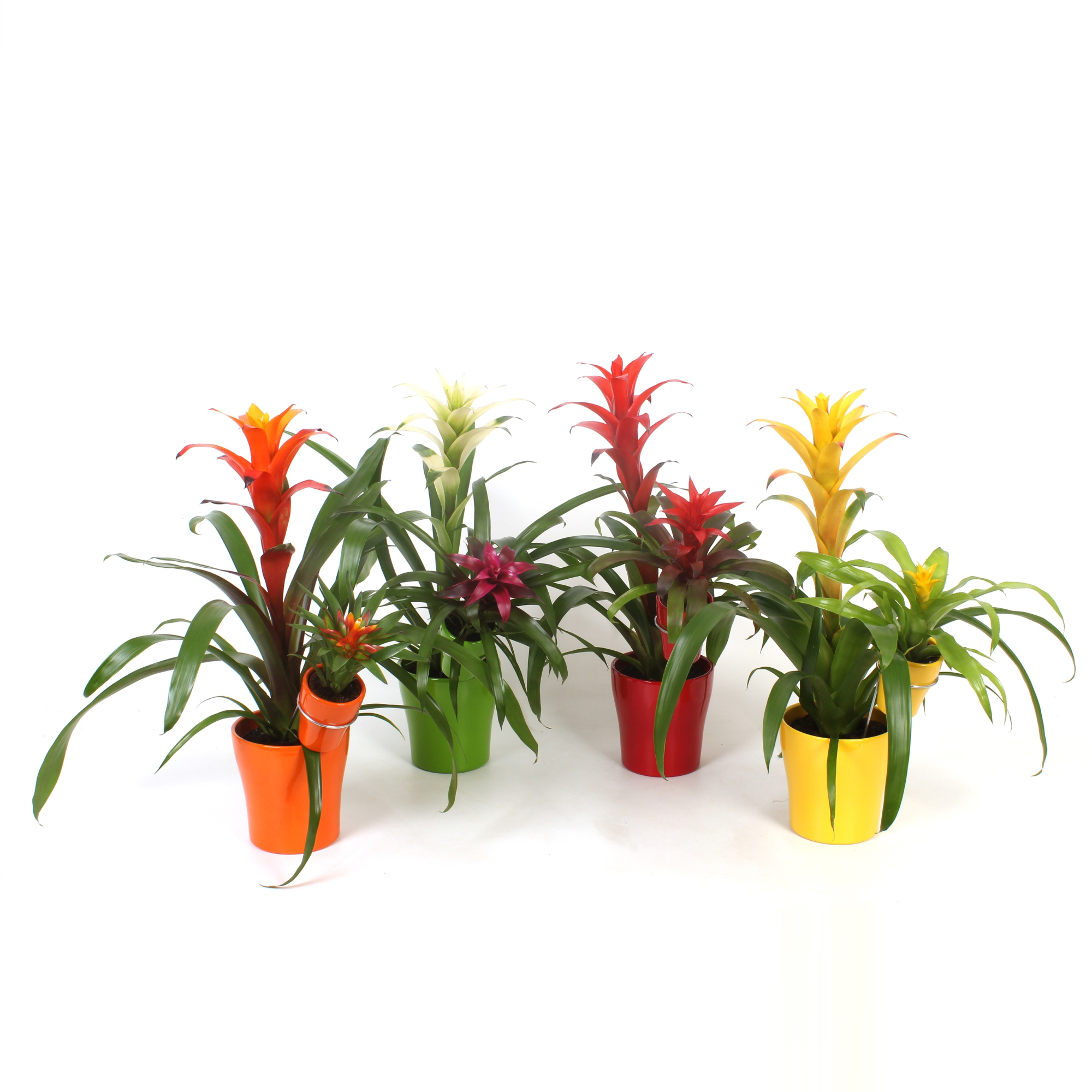 Bromelia Mix Moeder en Kind, D 13