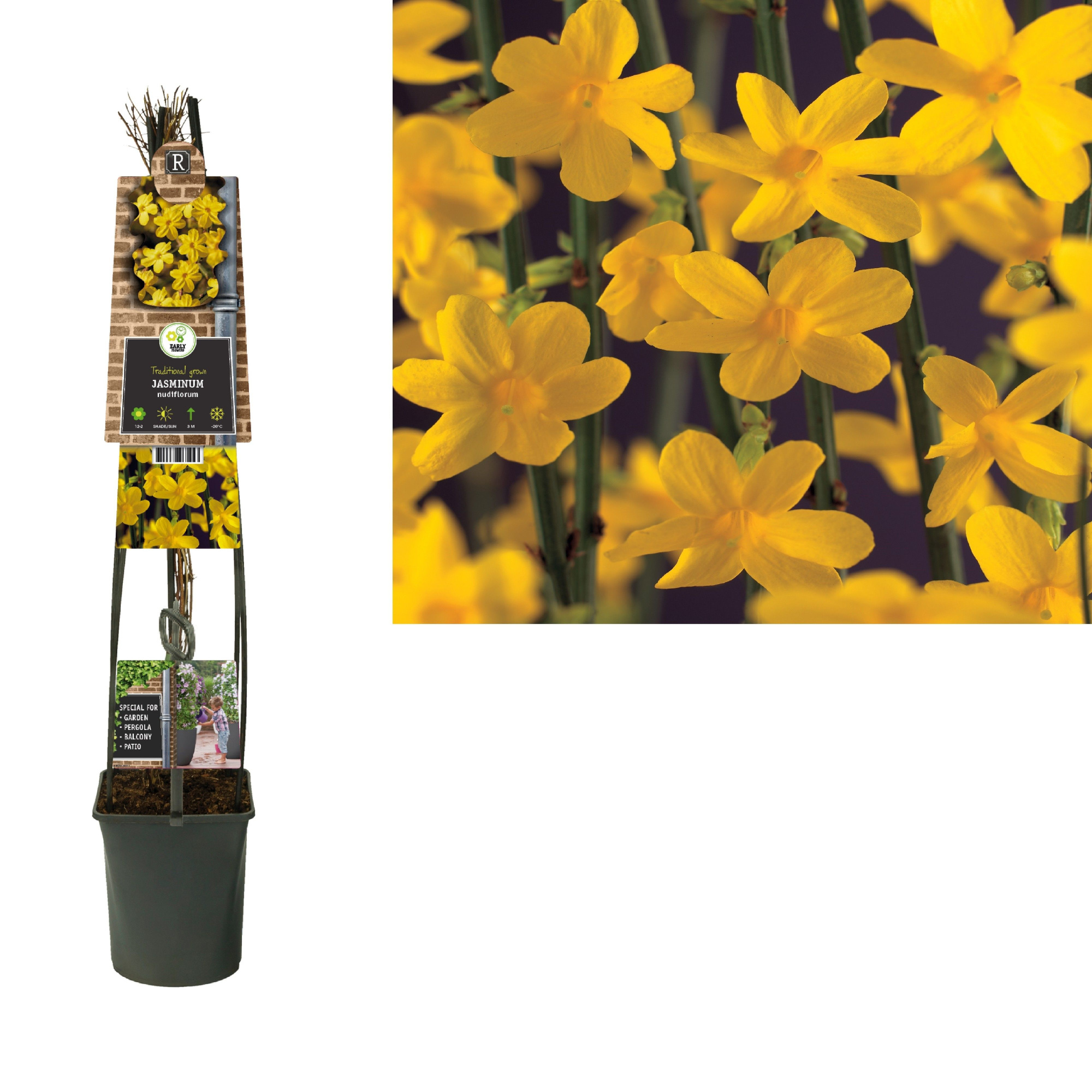 Jasminum nudiflorum +3.0 label, D 23