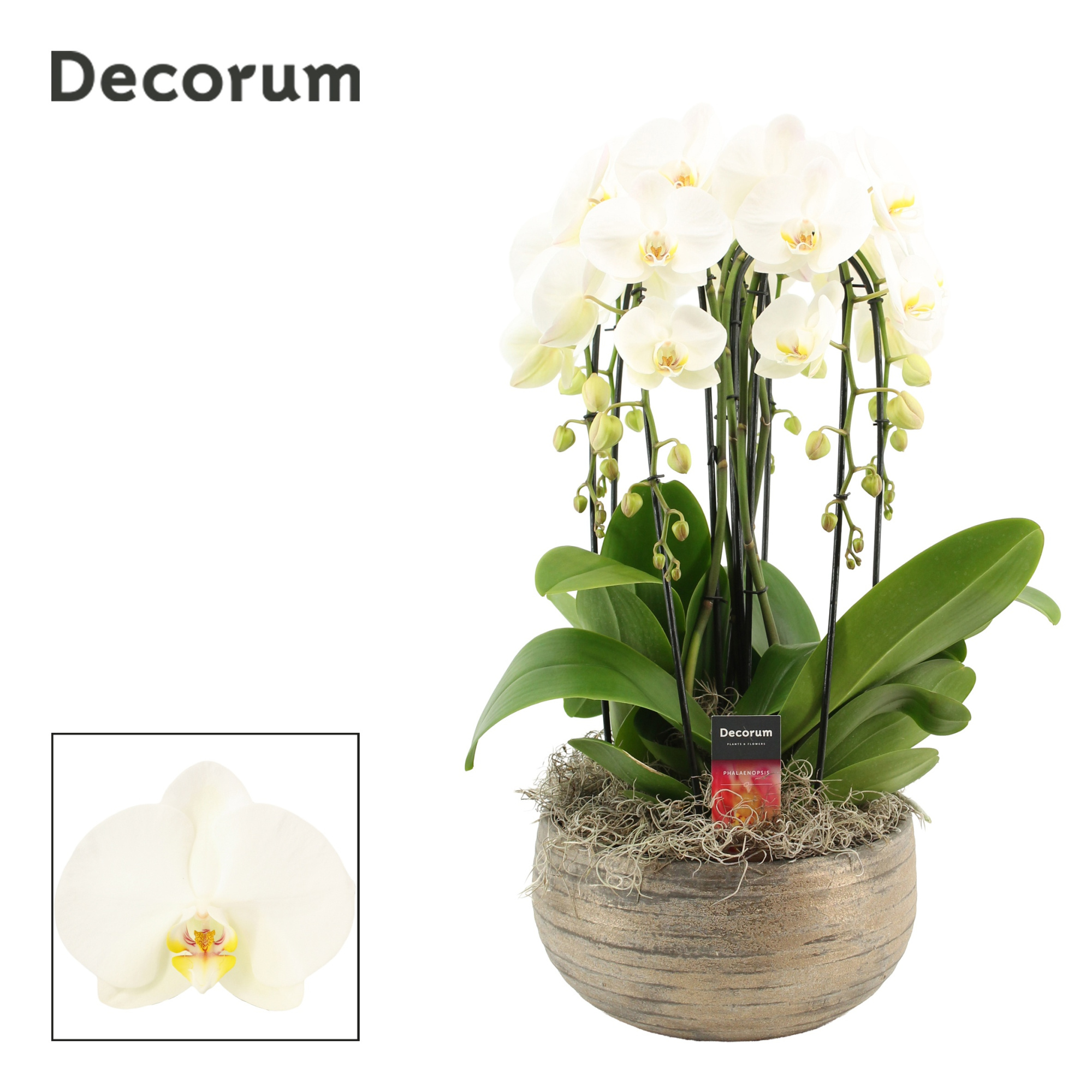 Oro cascade 6 tak symphony white (Deco-collection), D 27