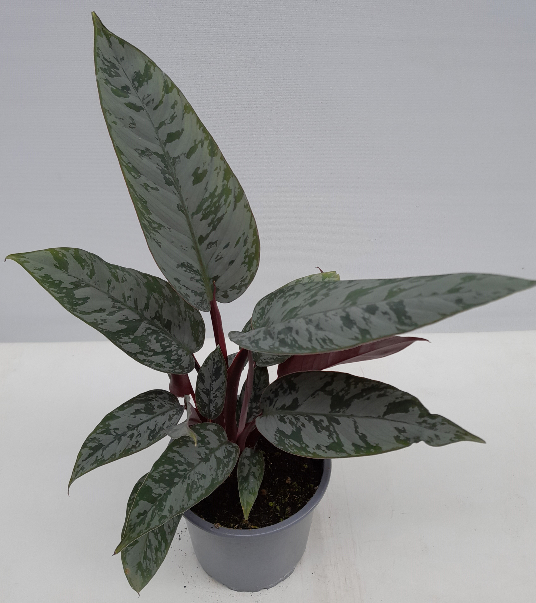 APOBALLIS ACUMINATISSIMA, D 12