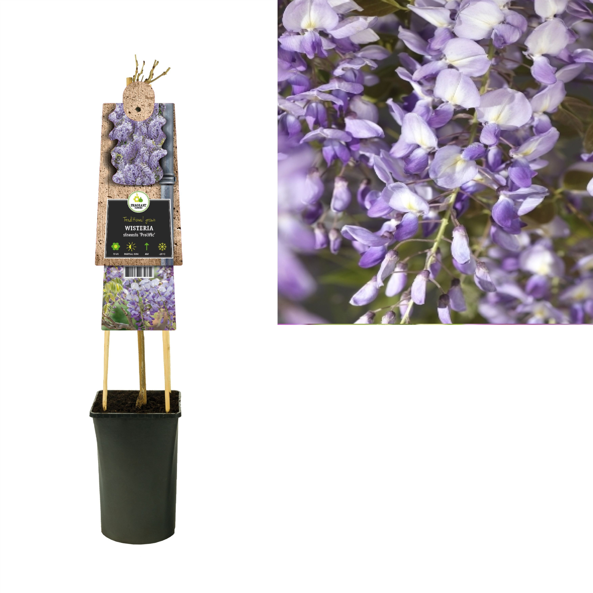 Wisteria sinensis 'Prolific' +3.0 label, D 17