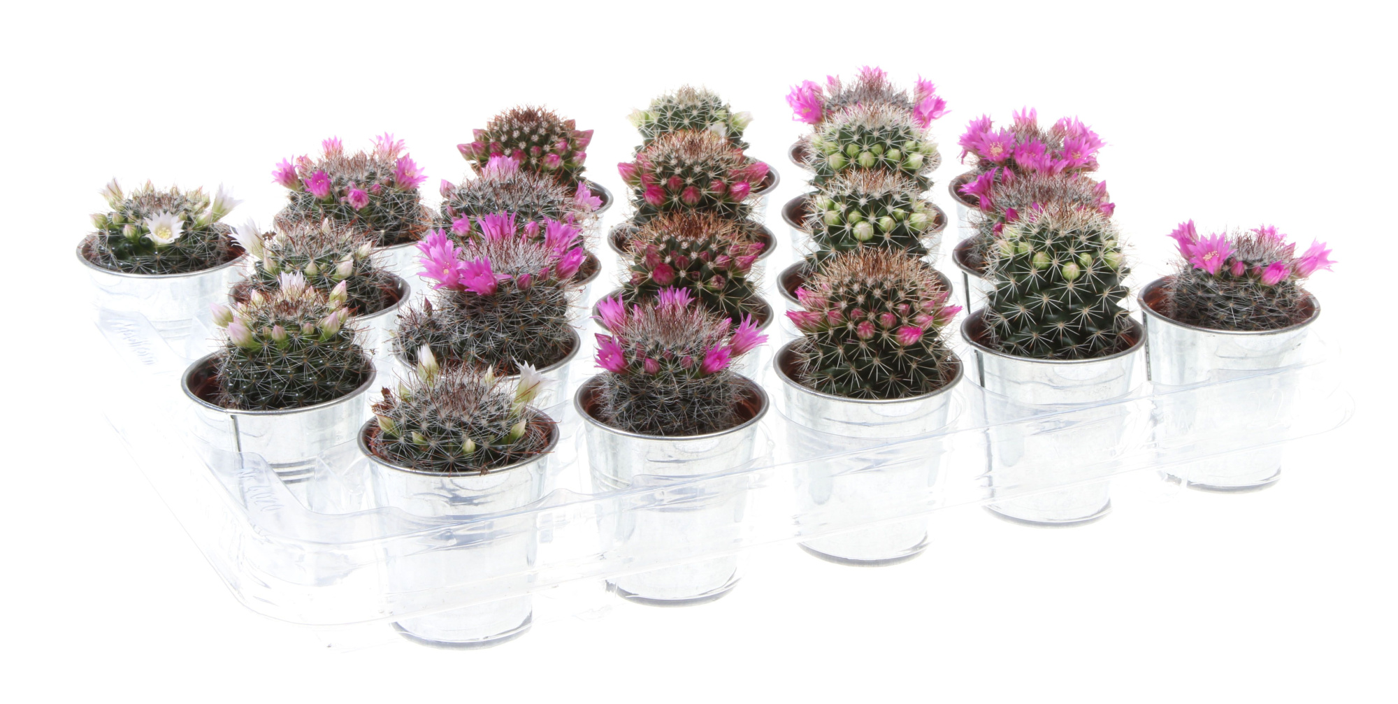 Mammillaria bloei zinkpot, D 7