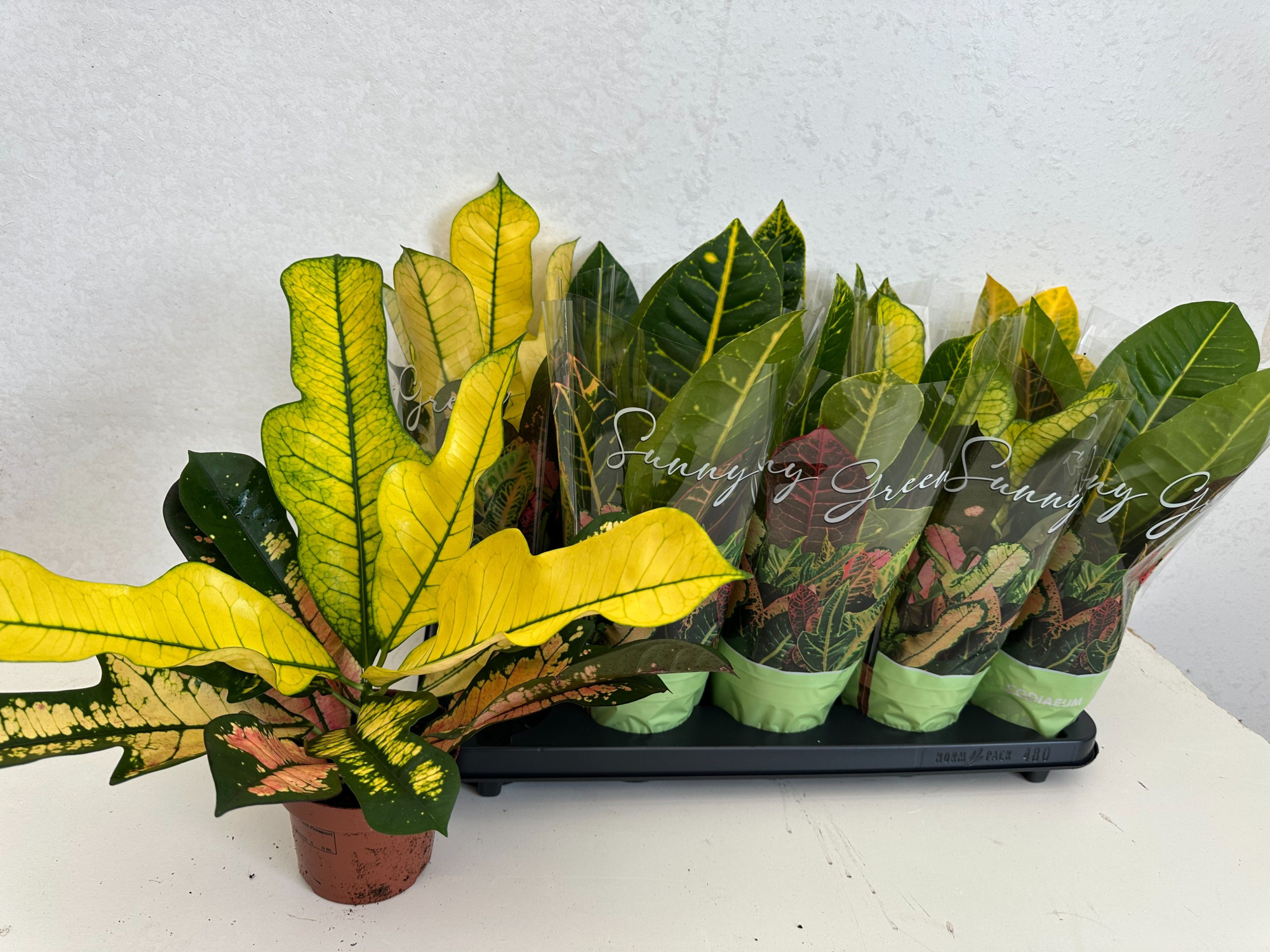 Codiaeum Mix pot 12, D 12