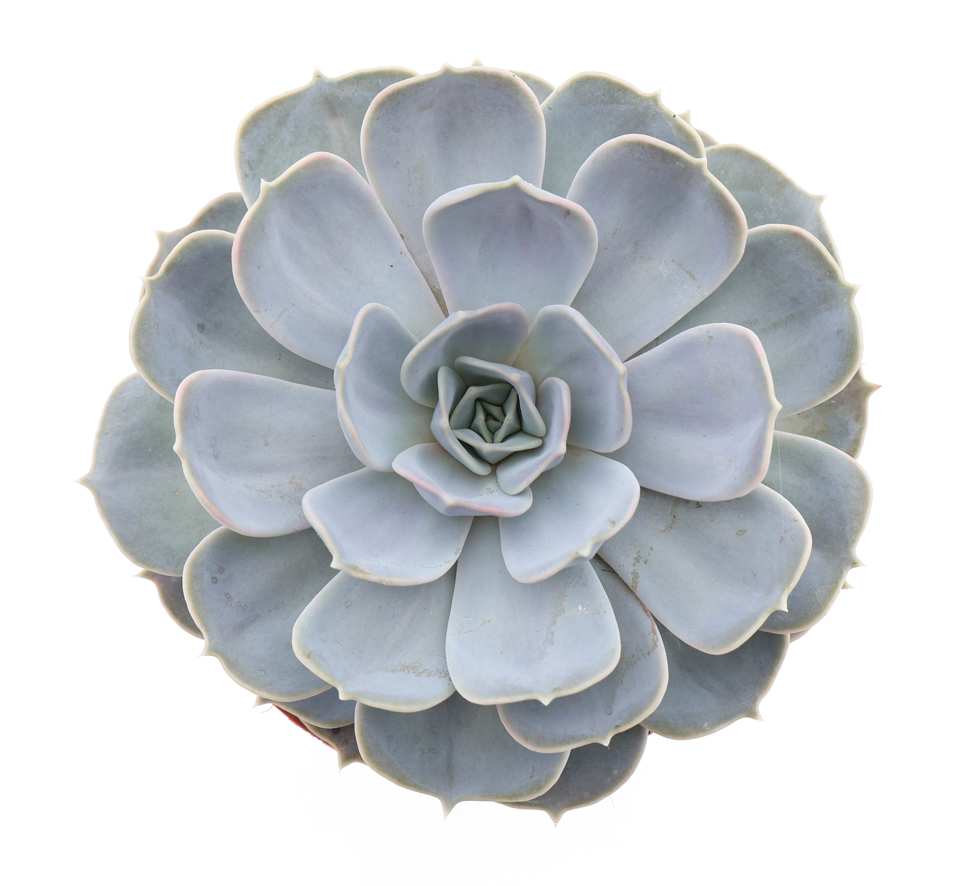 Echeveria lilacina, D 17