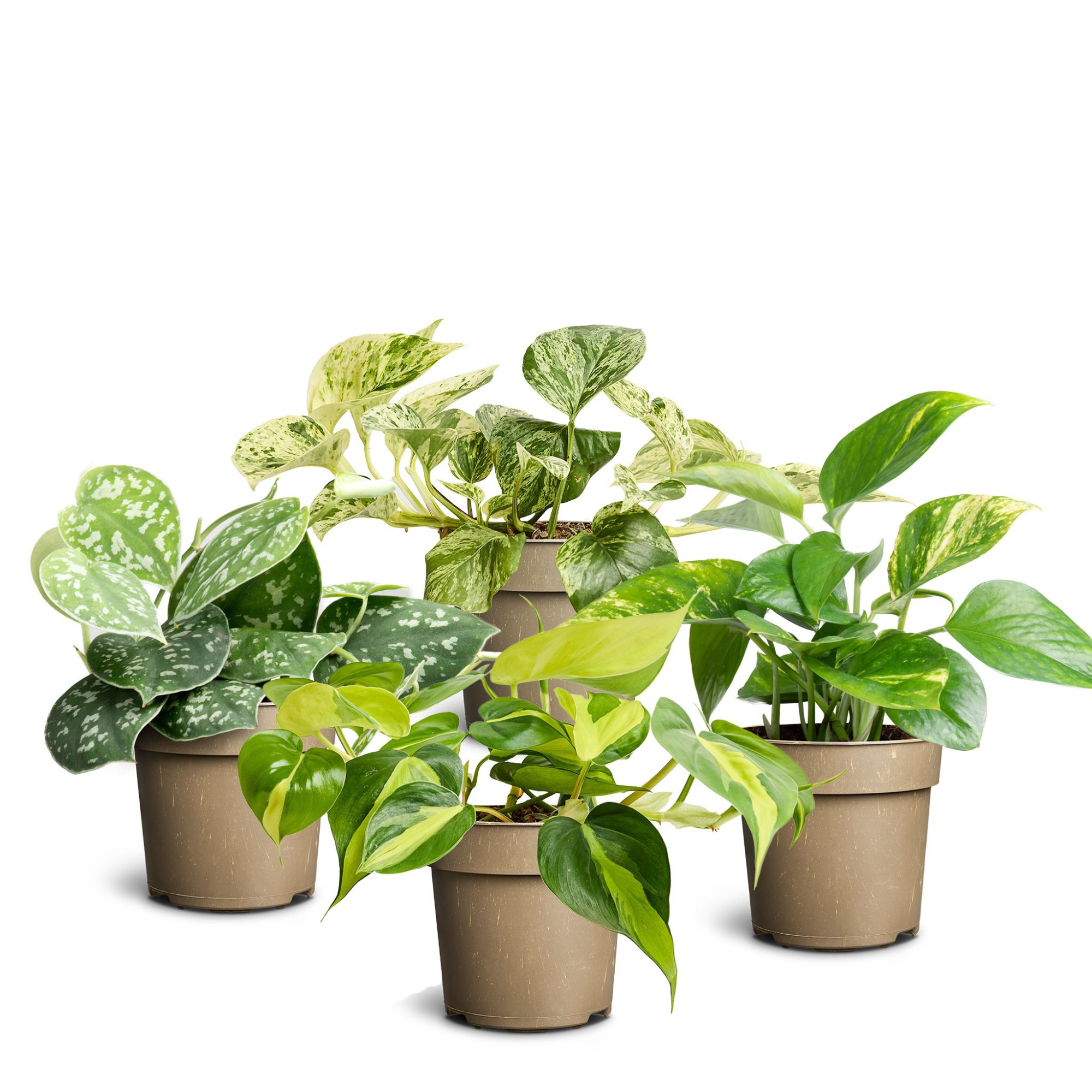 Hanging Collection, D 11