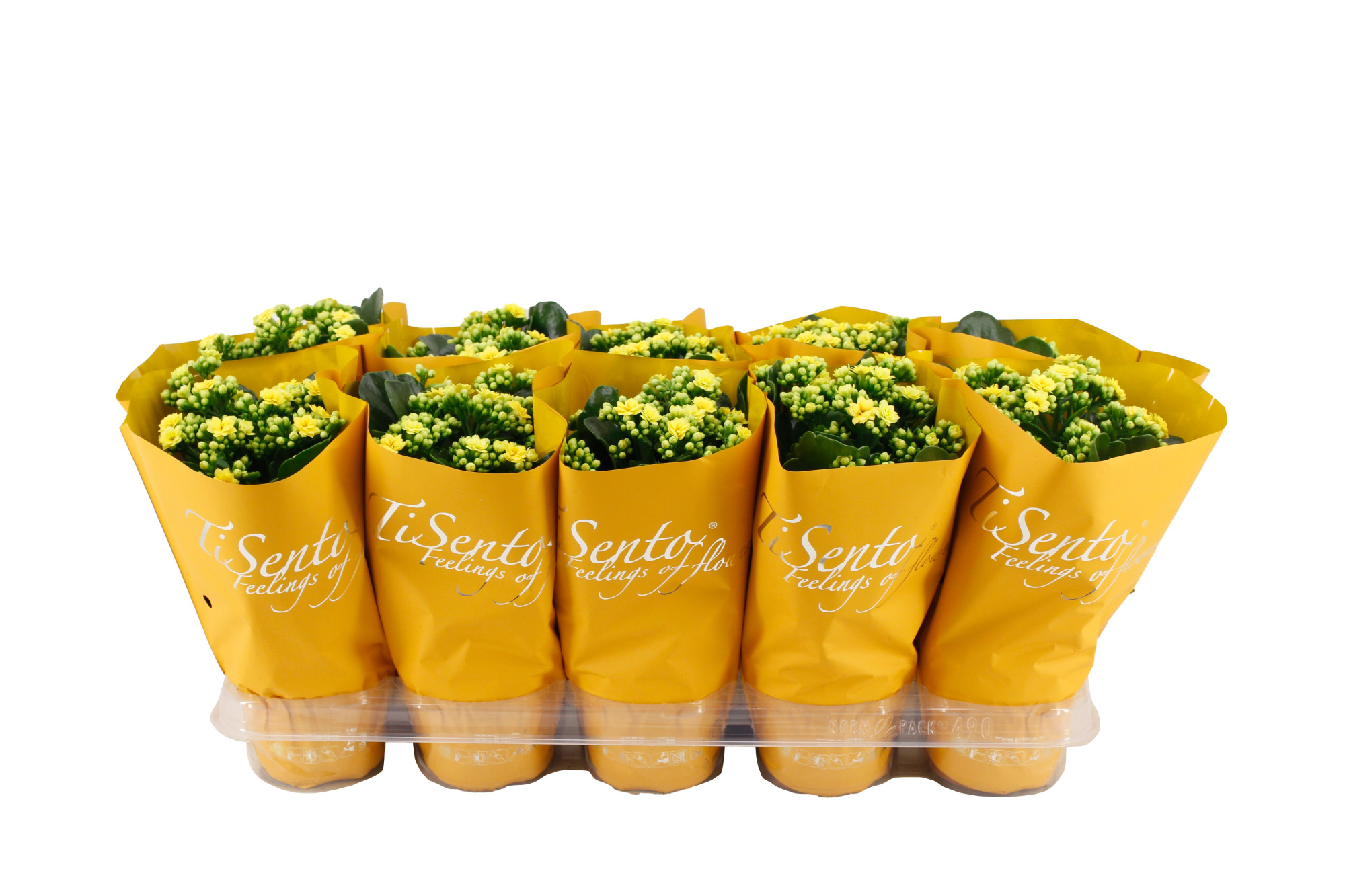 Calandiva 12 cm Geel in Oker, D 12