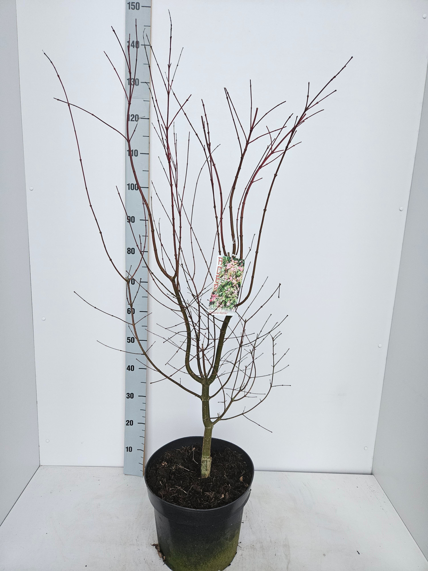 Acer palmatum 'Oridono-Nishiki', D 31