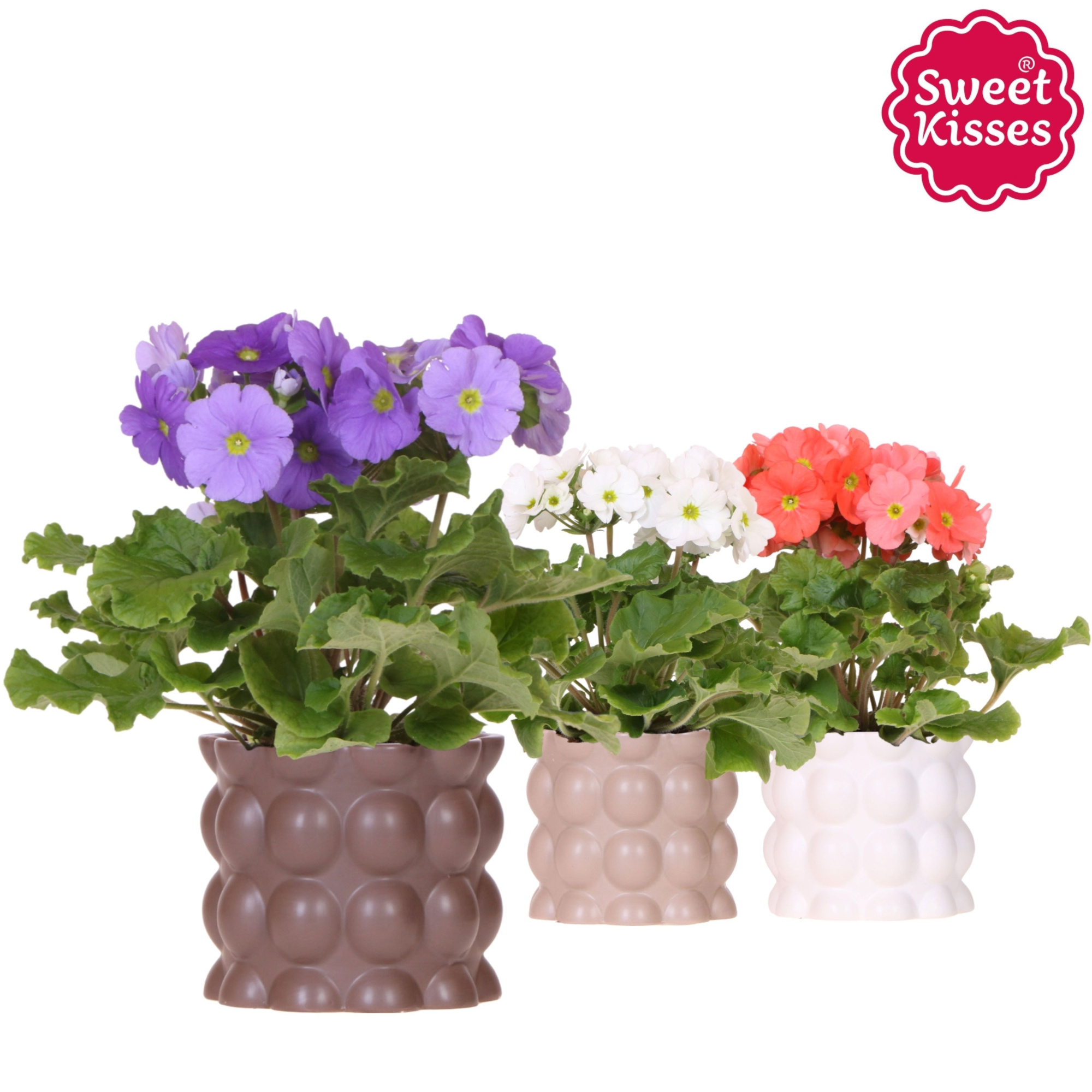 Primula Obconica Sweet Kisses mix in Cotton pot sand mix, D 12