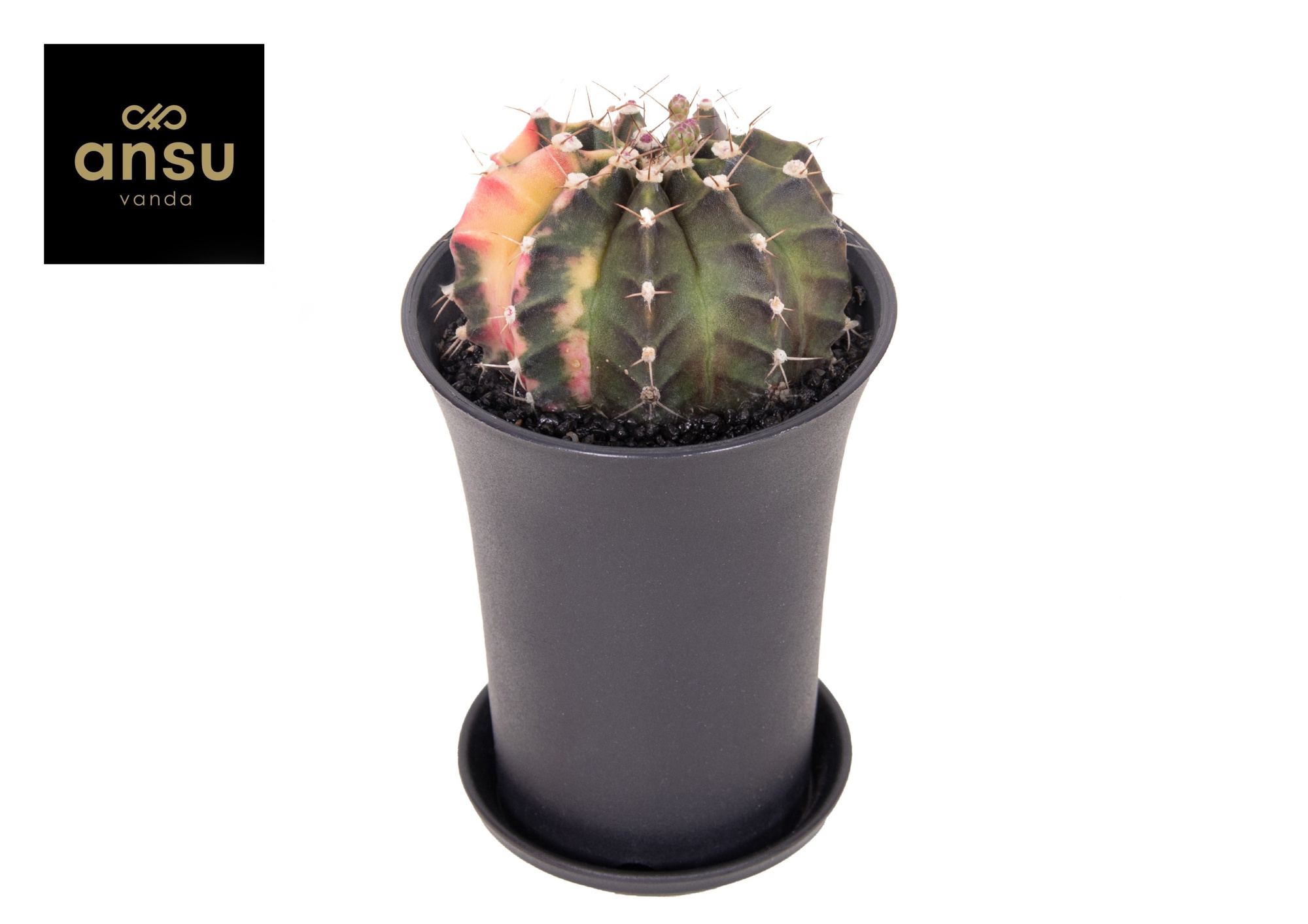 Gymno Cactus 'Variegated' XL, D 10