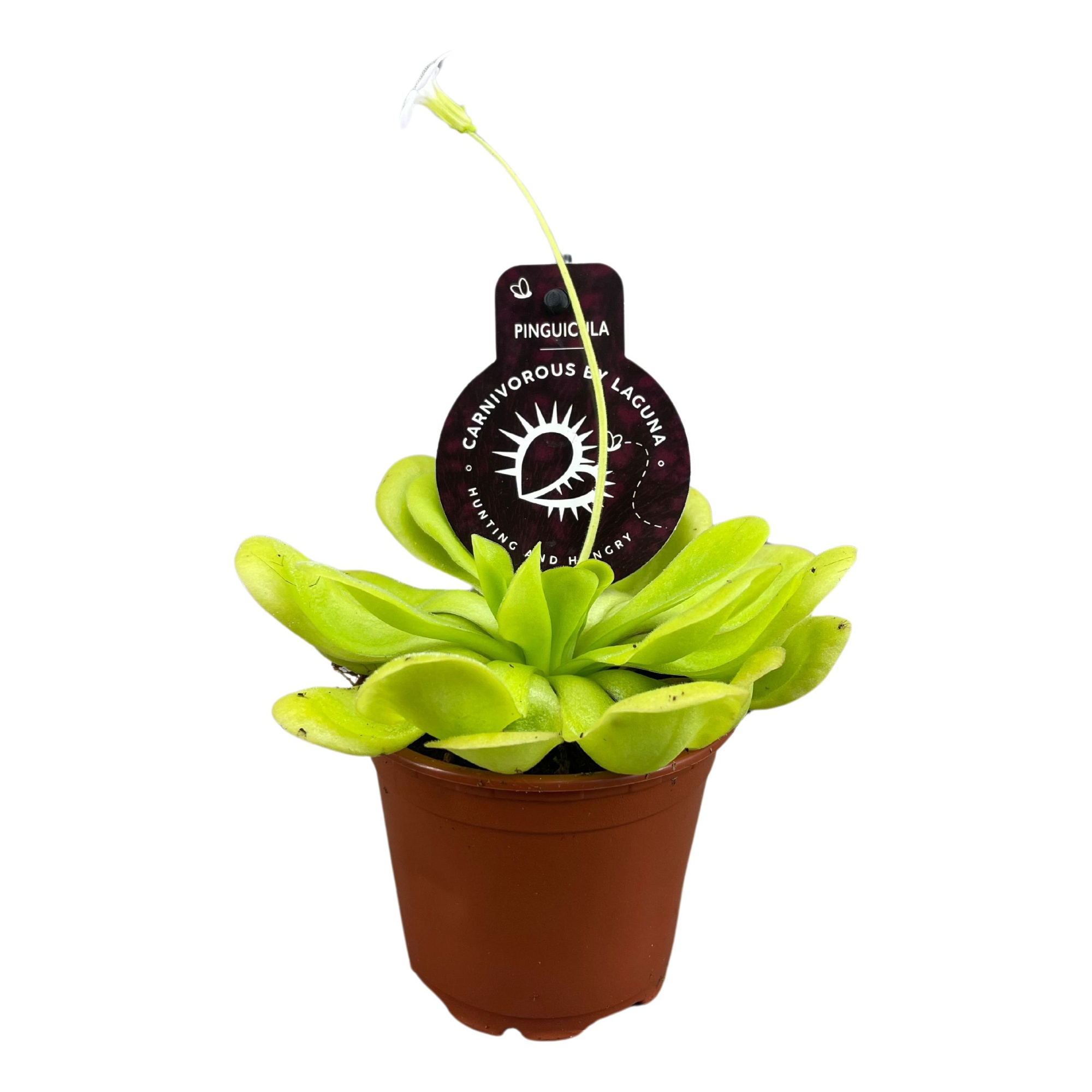 Pinguicula 8,5 cm, D 8,5