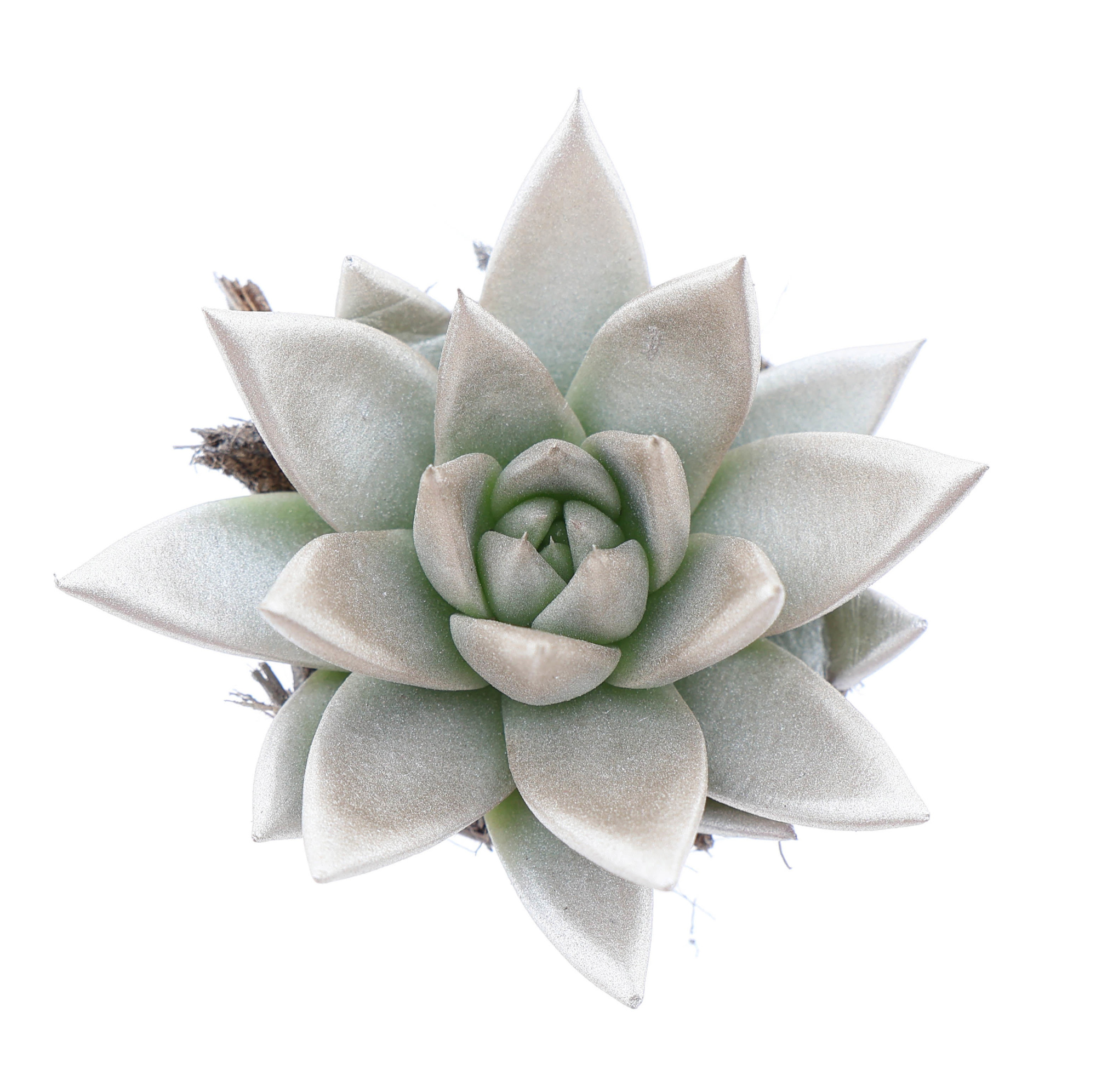 Rainbow champagne, D 6