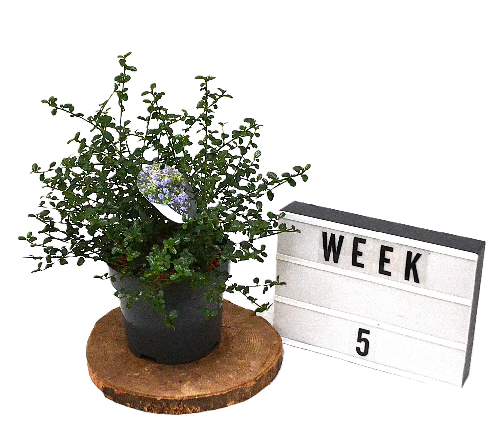 Ceanothus thyrsiflorus repens C3, D 19