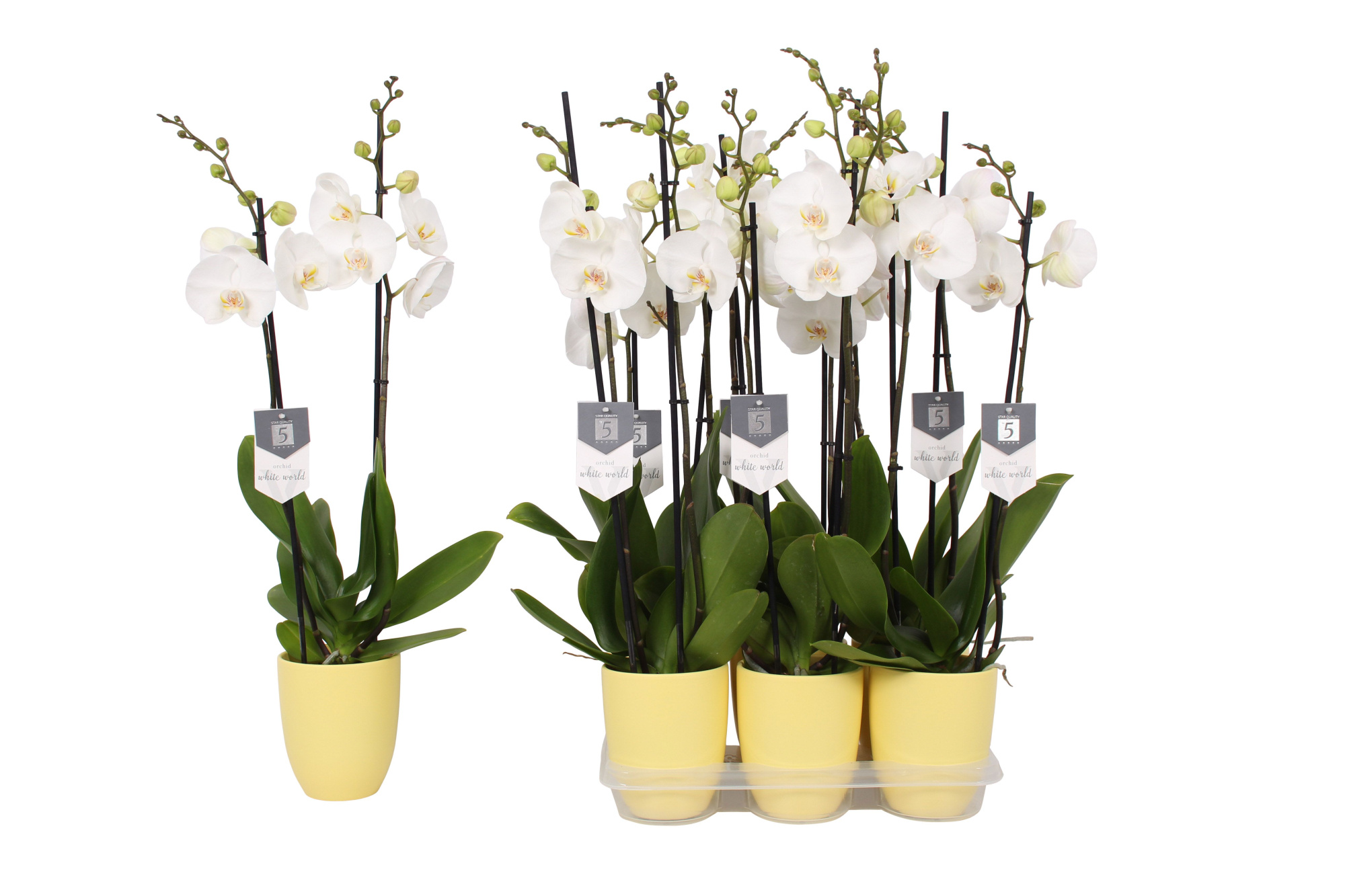 Phalaenopsis White World, 2-spike Yellow Ceramics, D 12