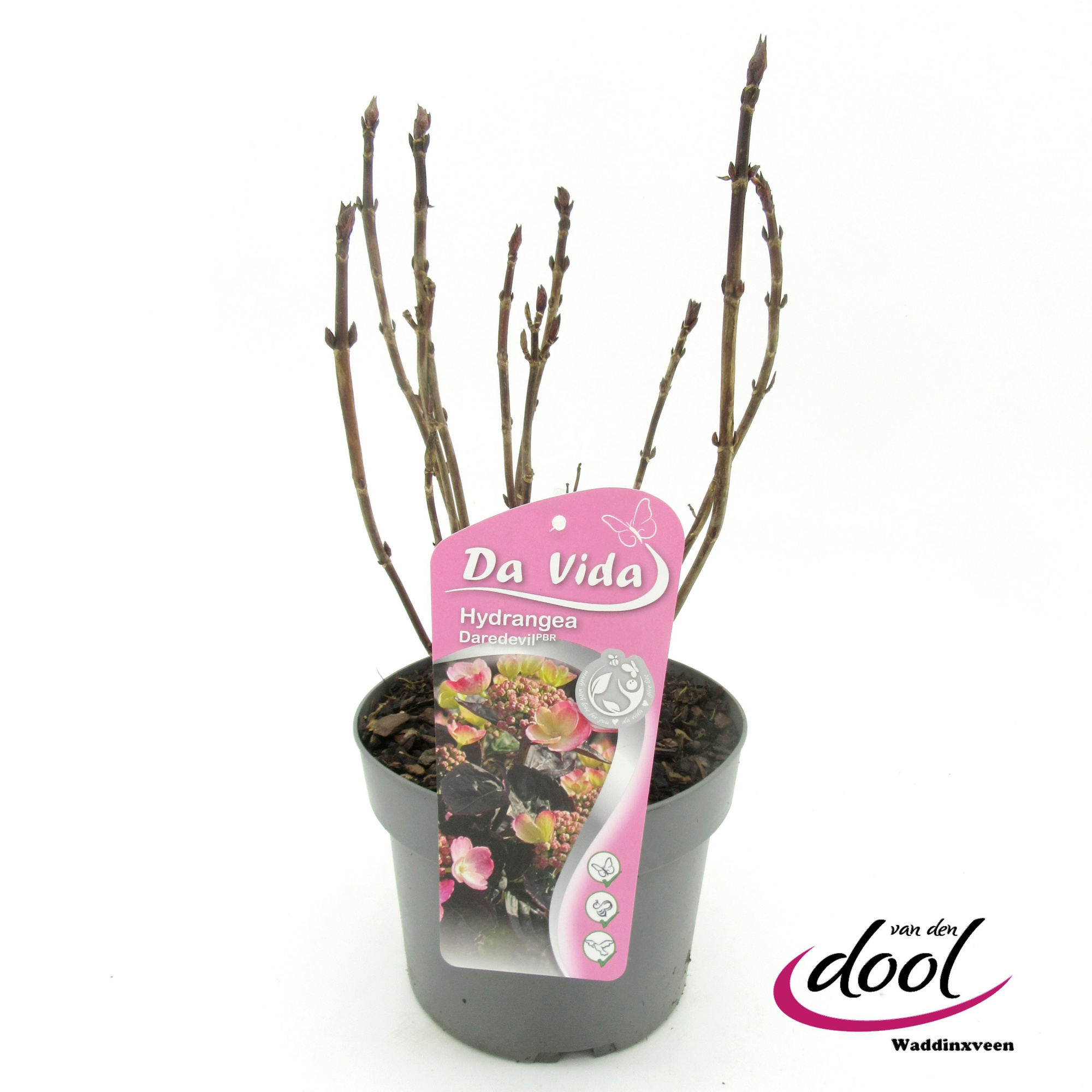 Hydrangea ser. Daredevil, D 19