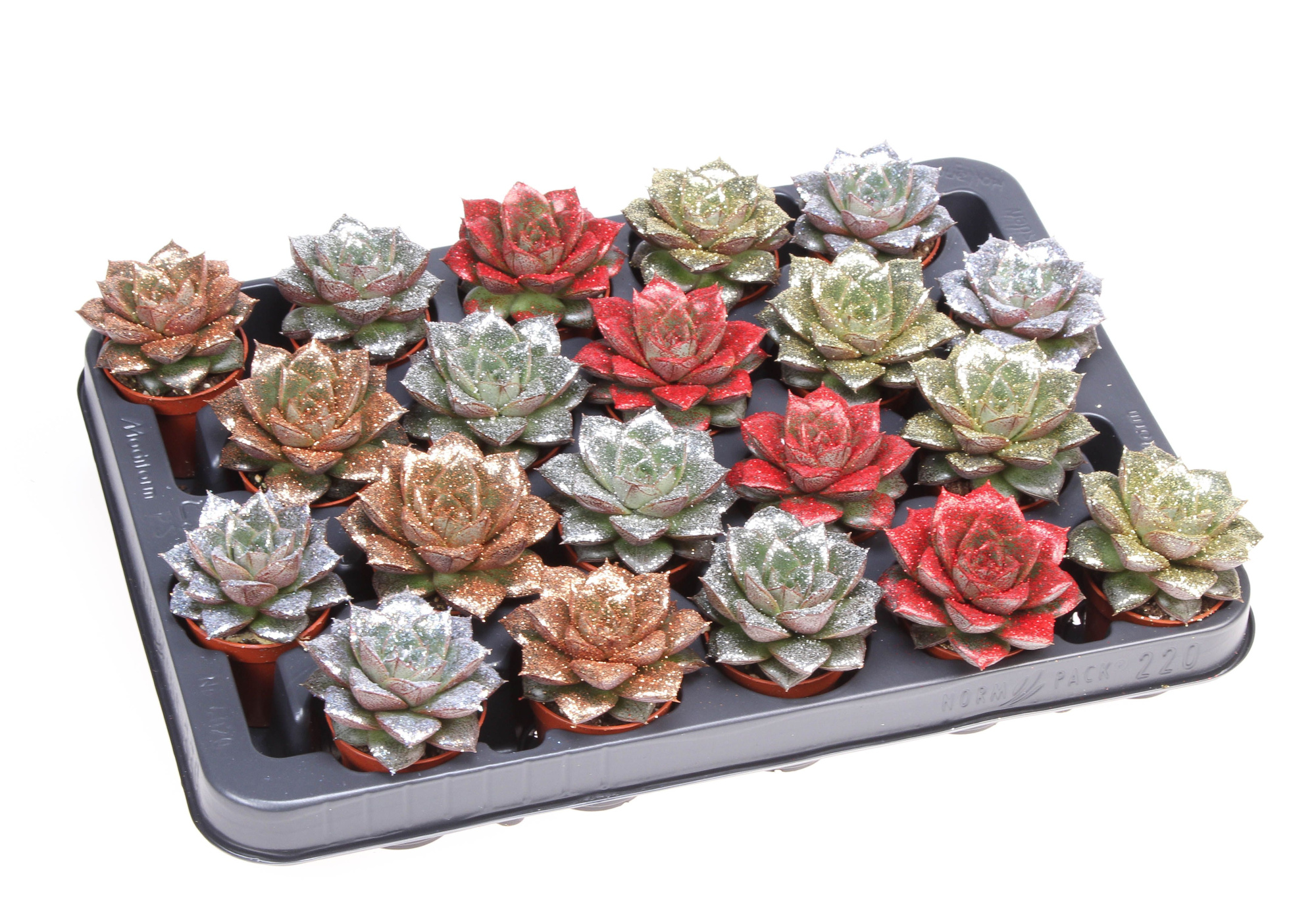 Bio purper naturel glitter mix, D 5,5