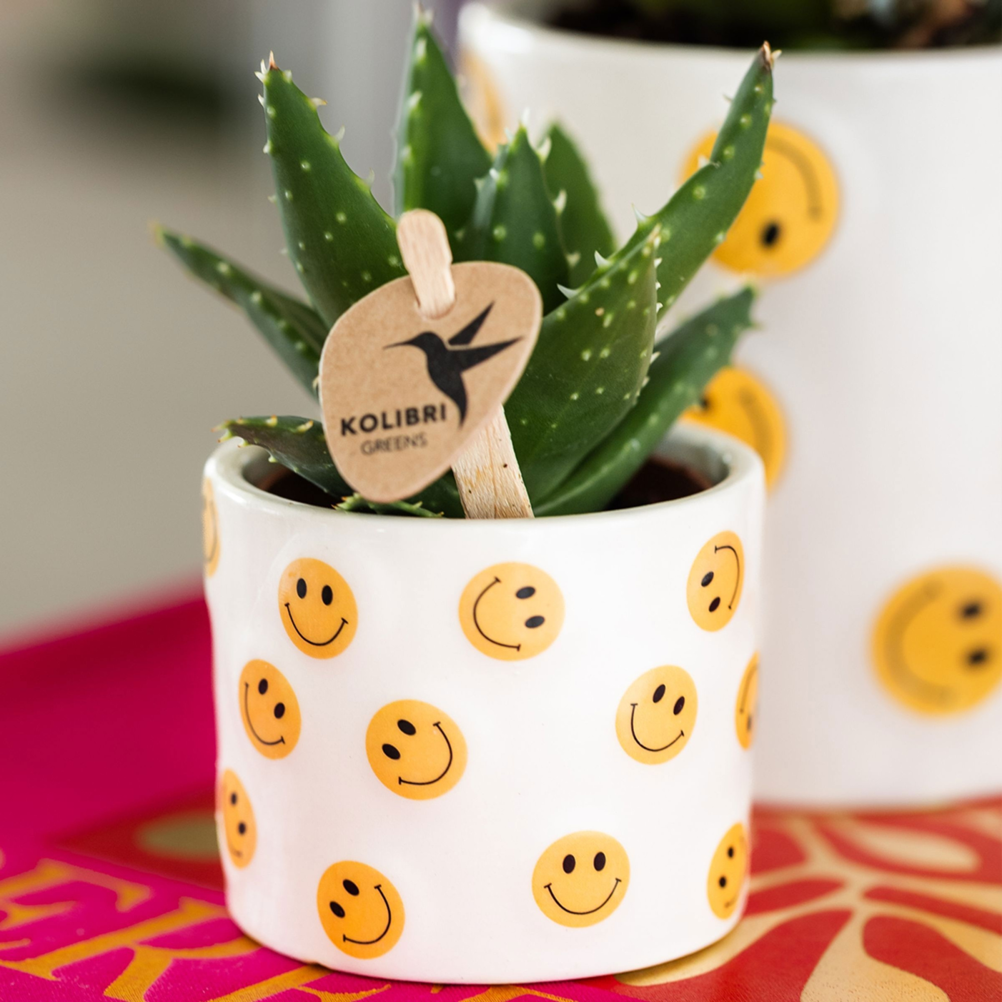Kolibri Greens Succulenten mix in Smiley pot, D 9
