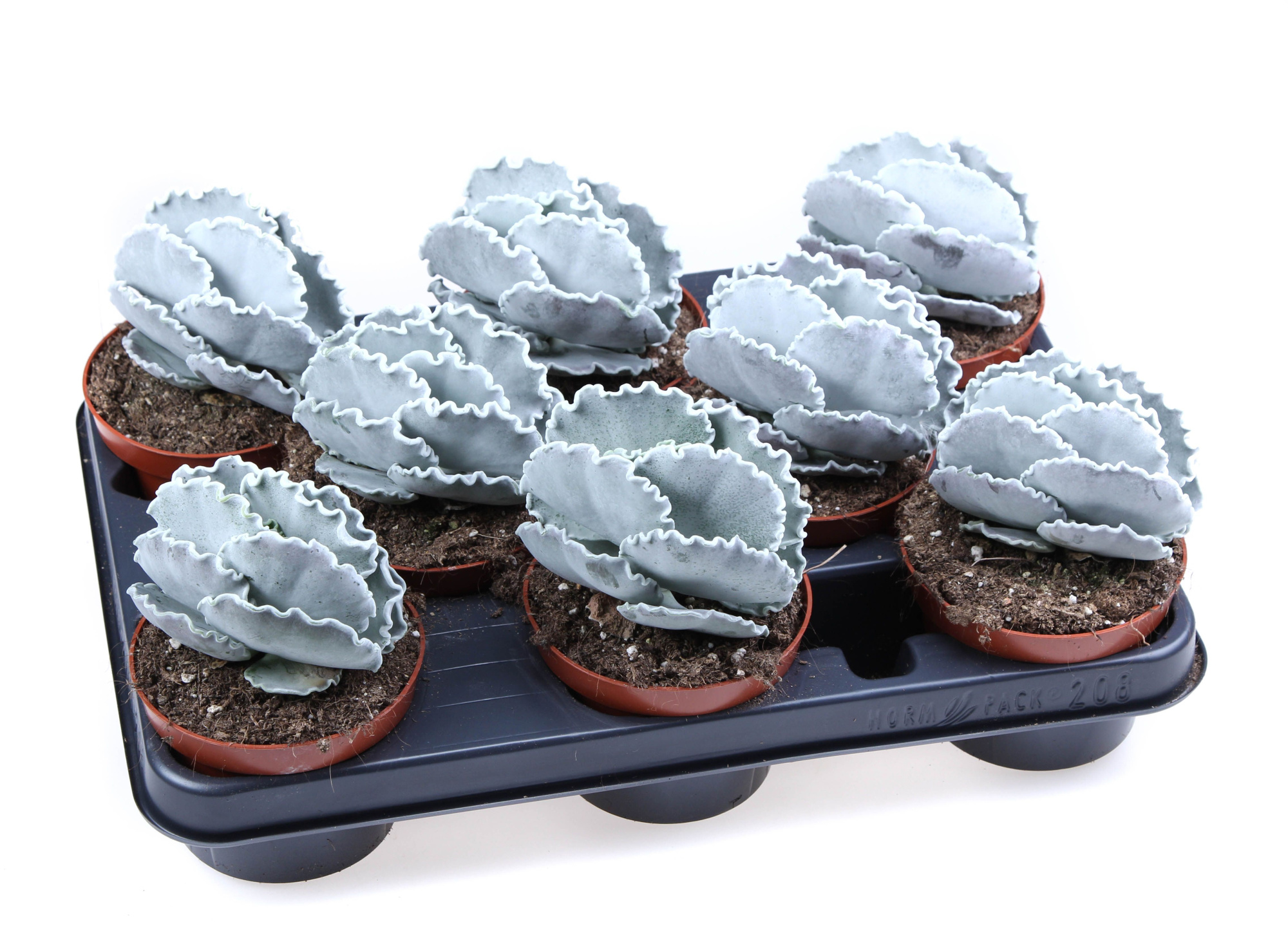 Cotyledon Undulata, D 10,5