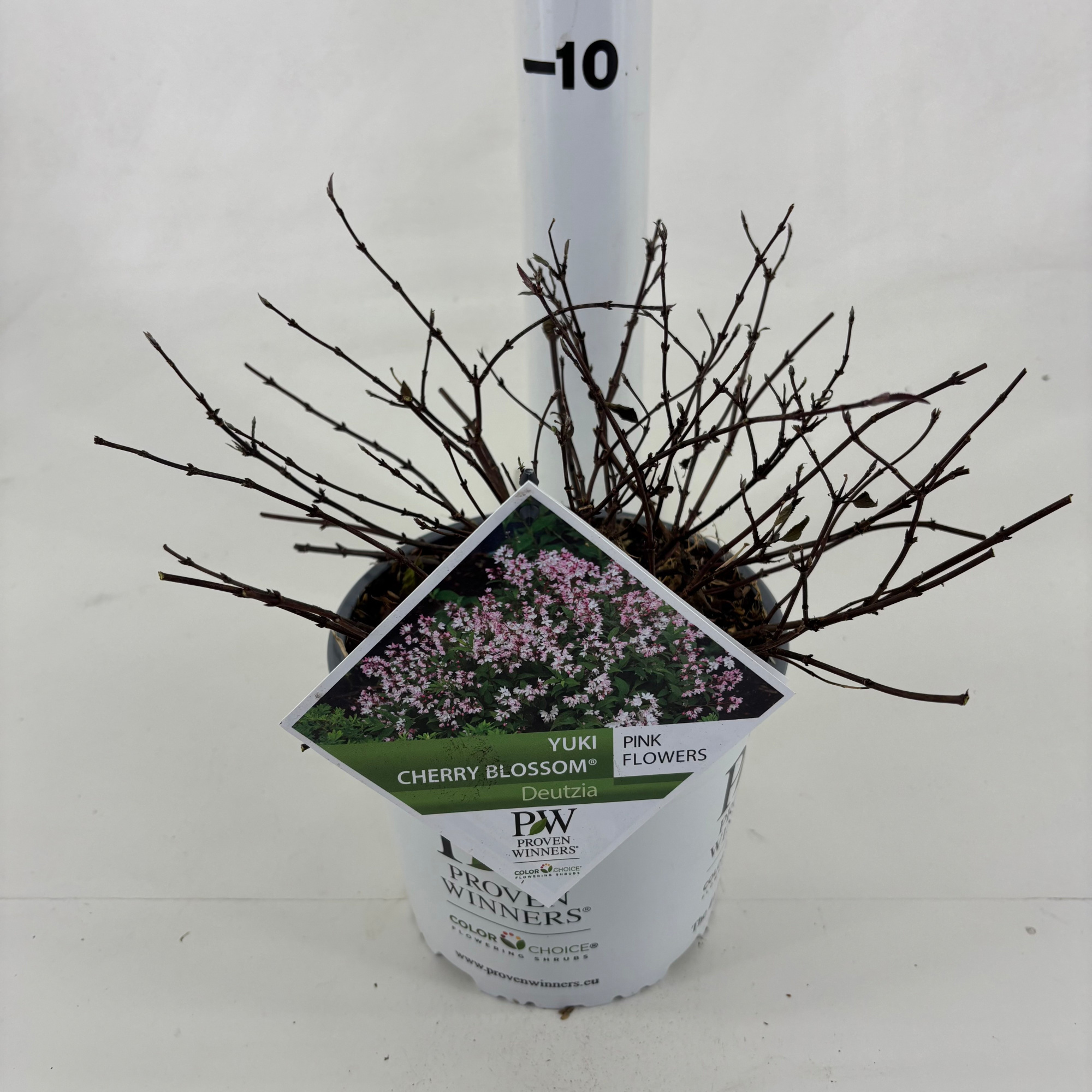 Deutzia 'NCDX2' Yuki Cherry Blossom ®, D 19