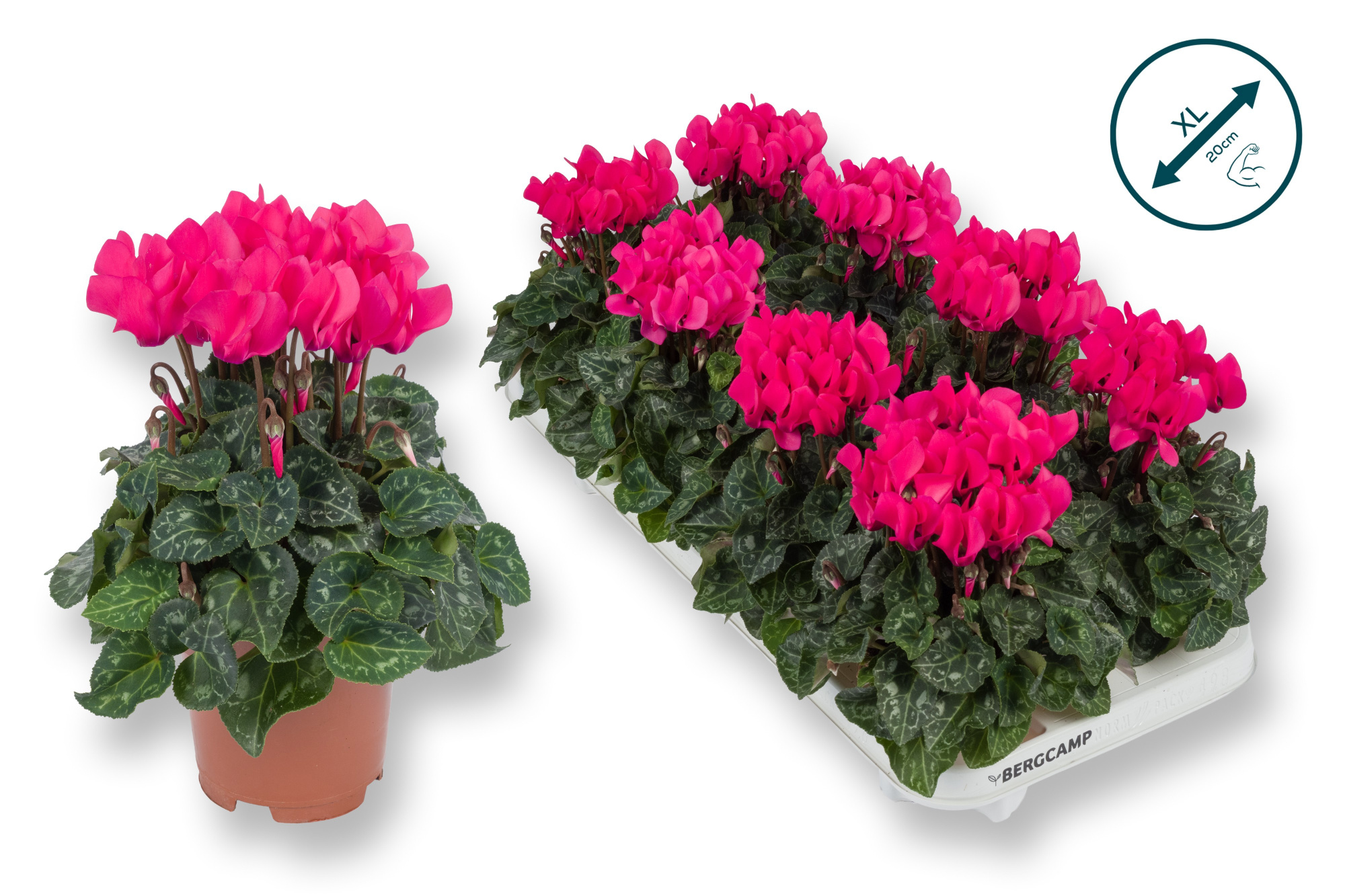 Cyclaam-XL-ROZE, D 10,5