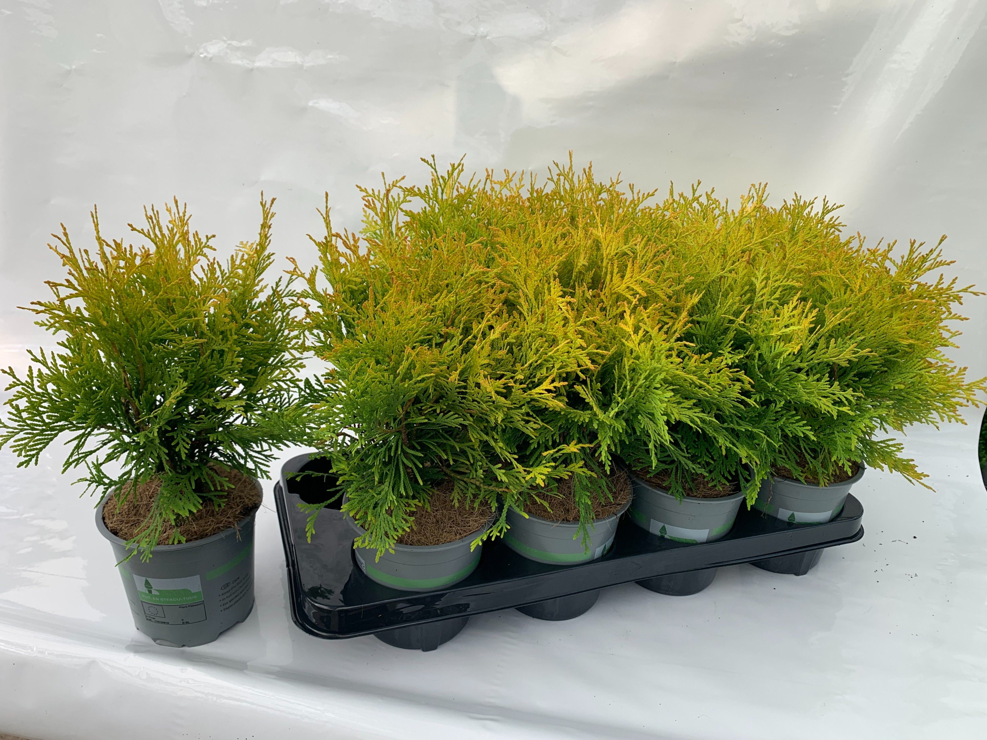 THUJA OCCIDENTALIS GOLDEN GLOBE, D 13