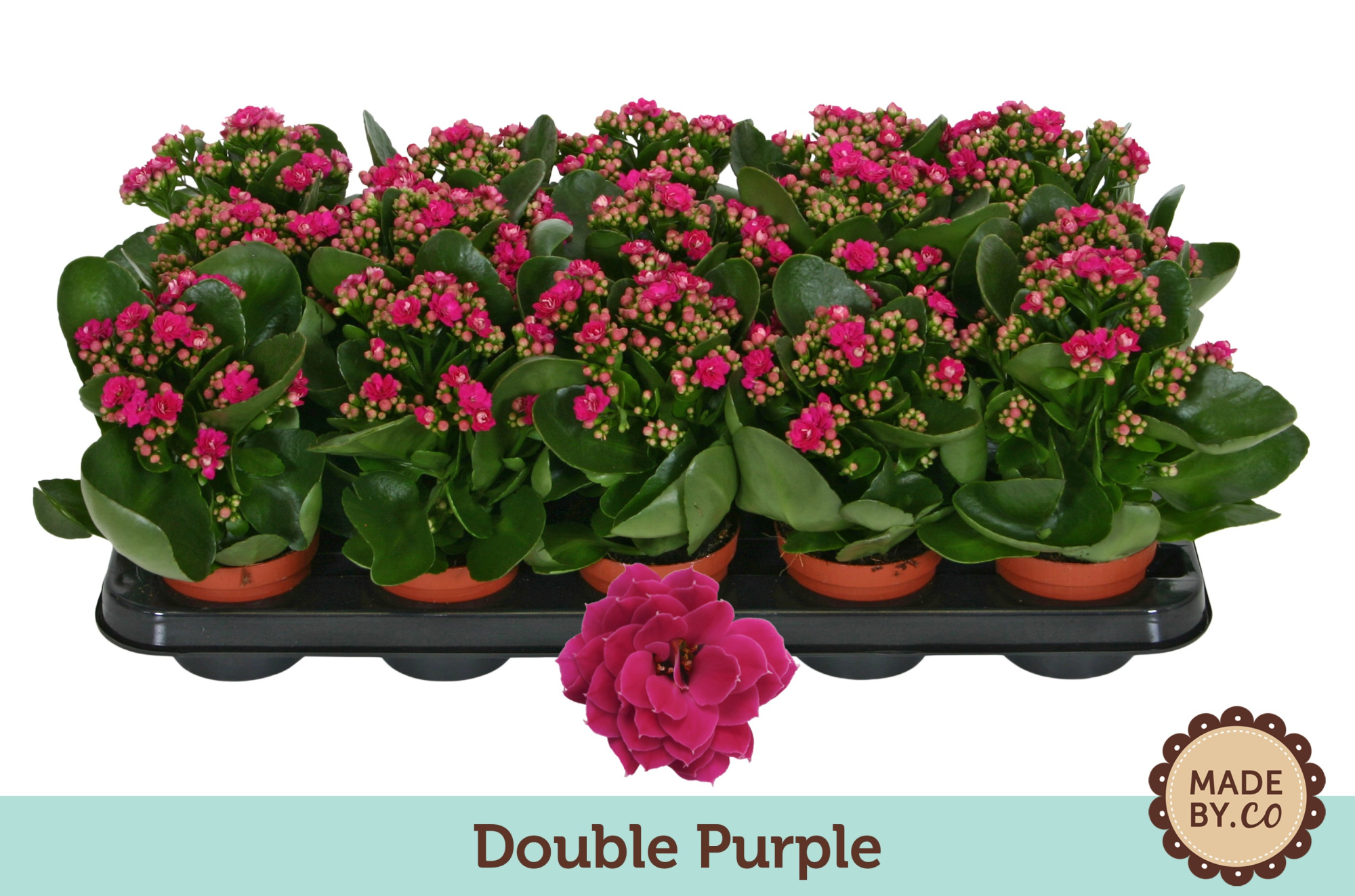 Kalanchoë Double Purple - no sleeve, D 9