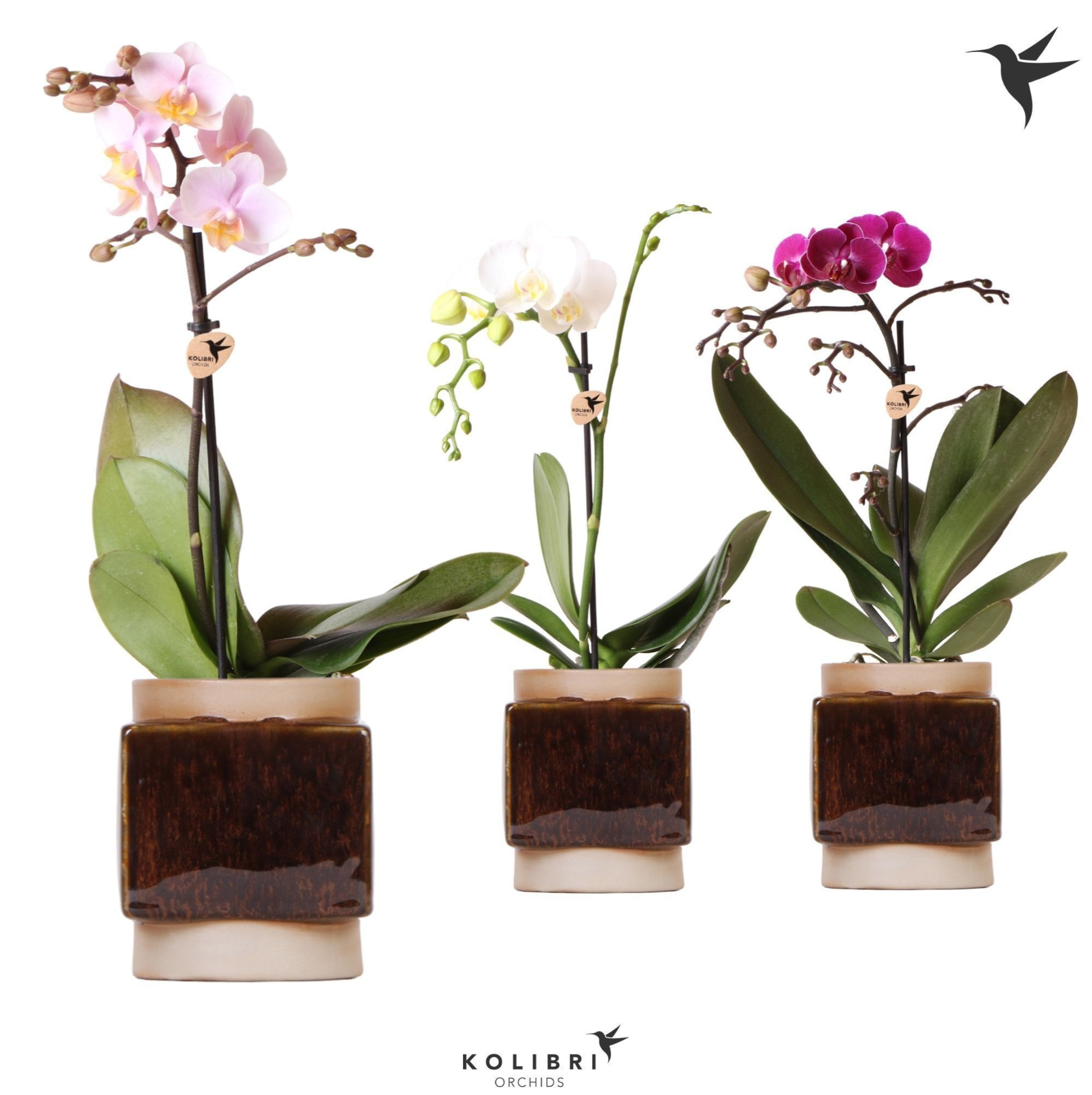Kolibri Orchids Phalaenopsis Mix 1 spike in Classy Cube pot, D 9