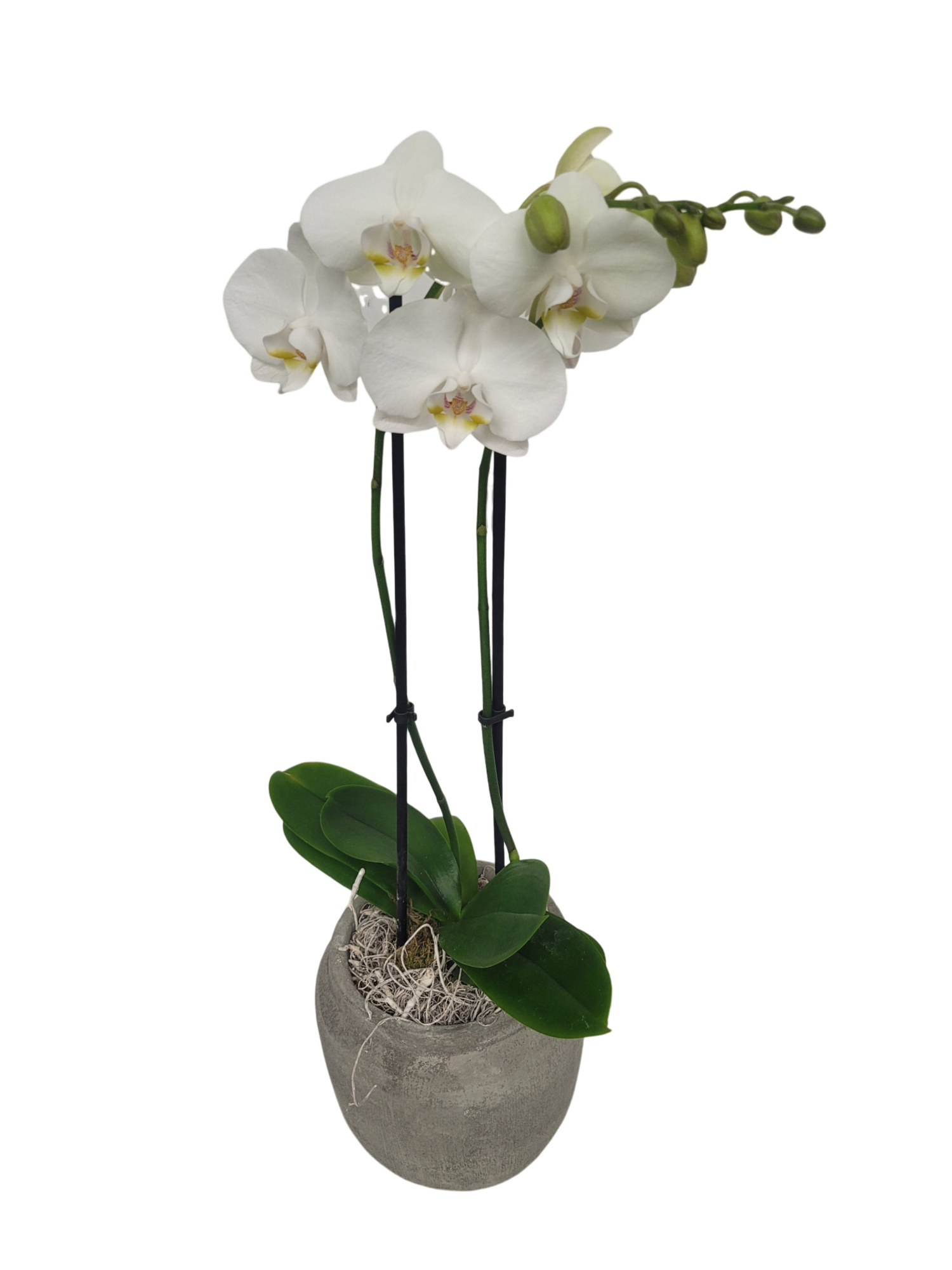 RGP16PHCM Rude Grey Pot Phal 2t wit + Curly moss deco, D 16