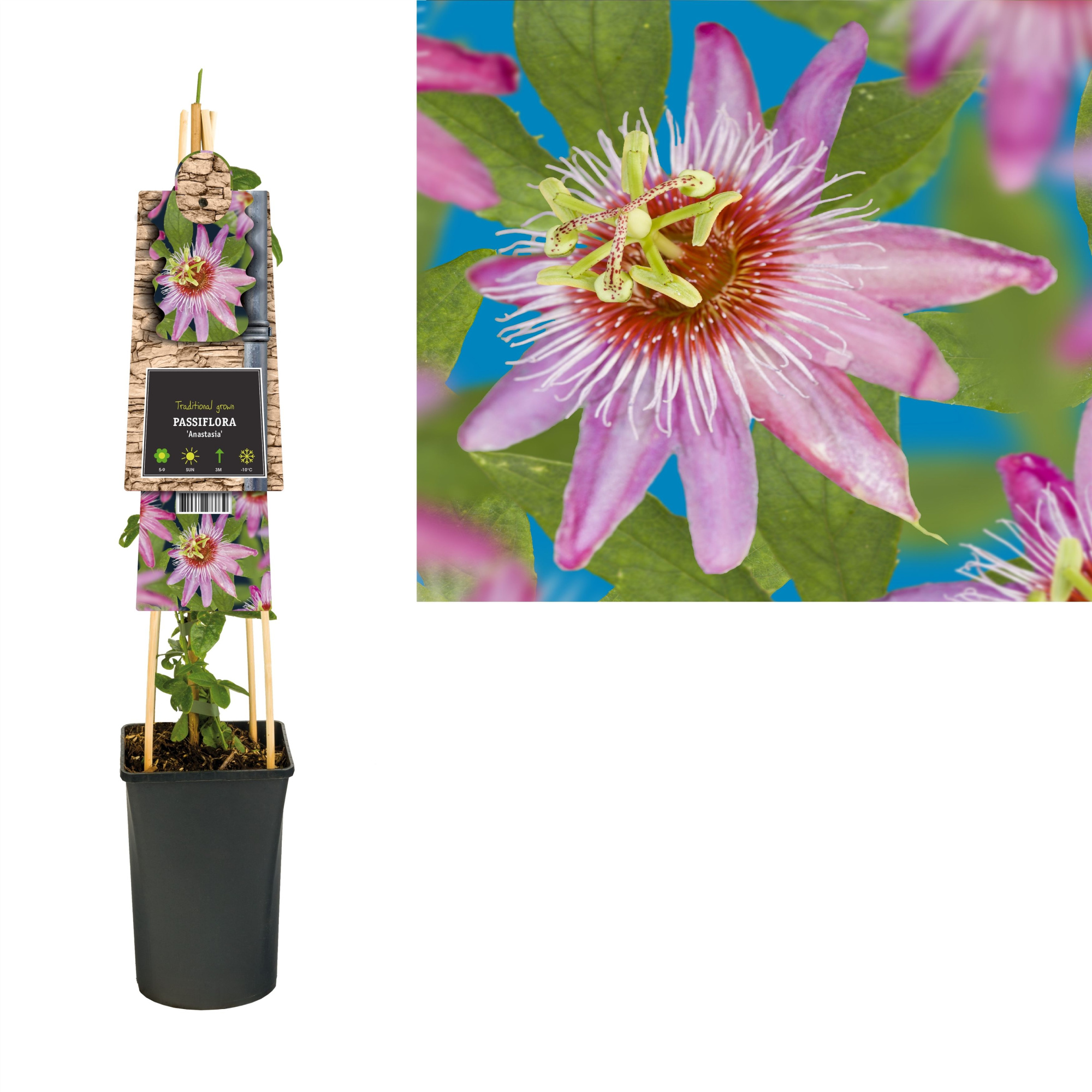 Passiflora 'Anastasia' +3.0 label, D 17