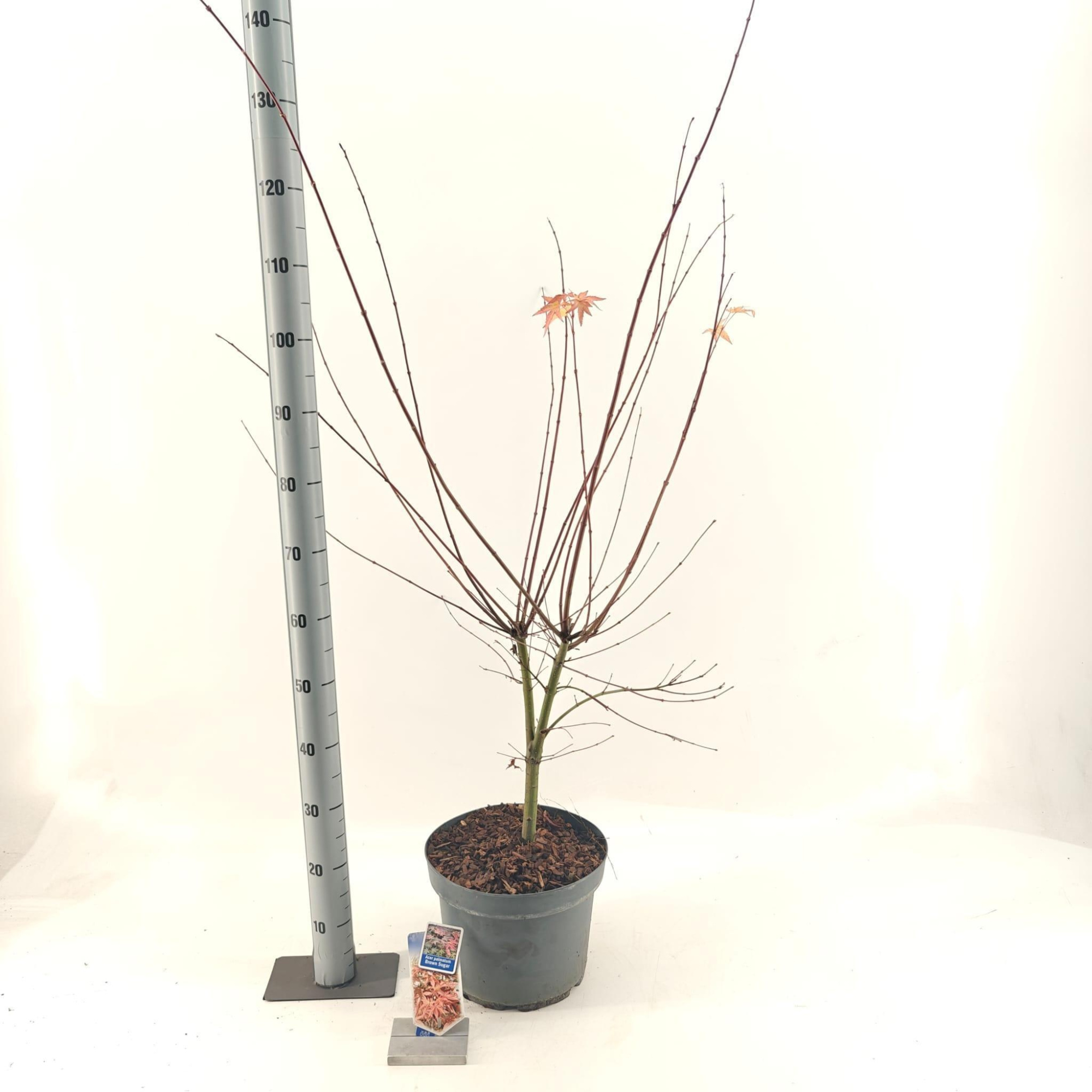 Acer pal. 'Brown Sugar ('JWW7'), D 29