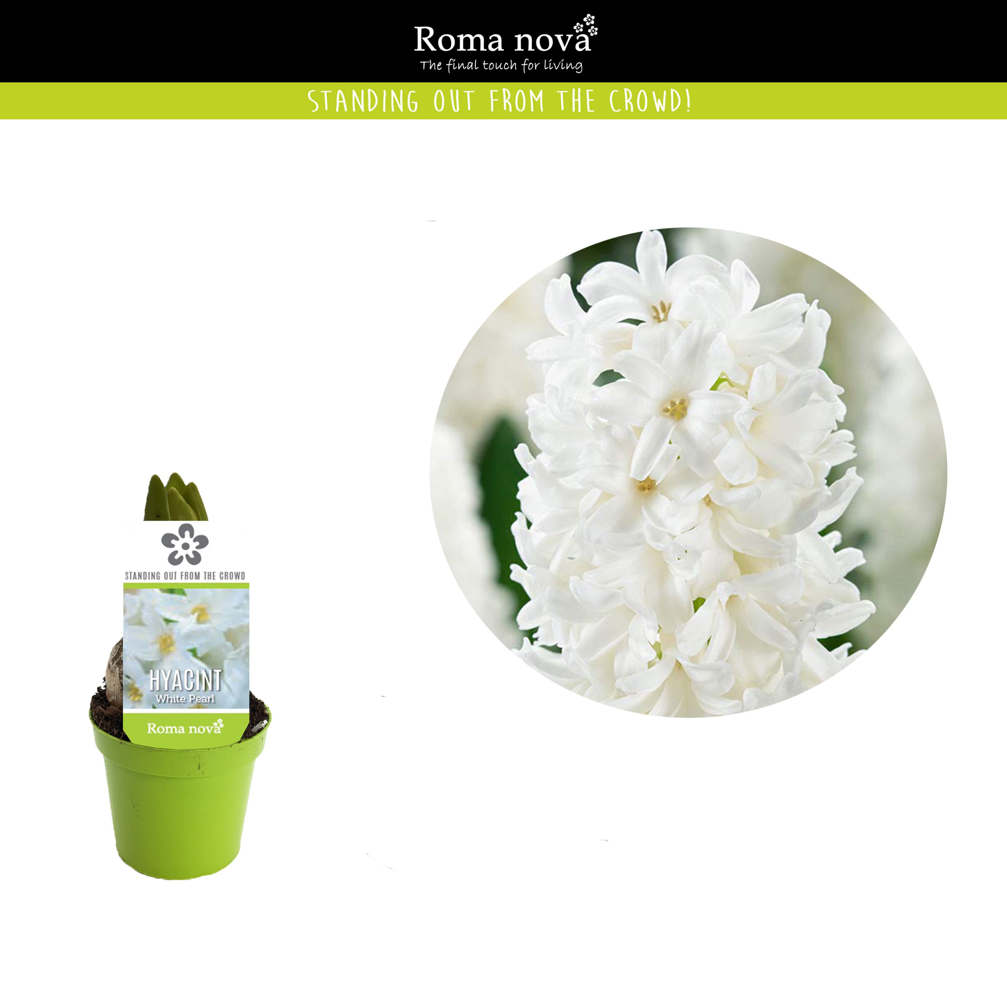 Hyacint White Pearl 6cm, D 6