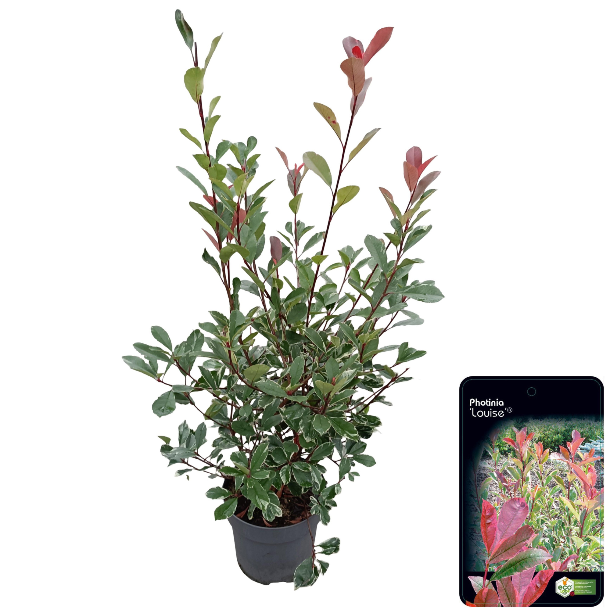 Photinia fraseri 'Louise'® C15, D 32